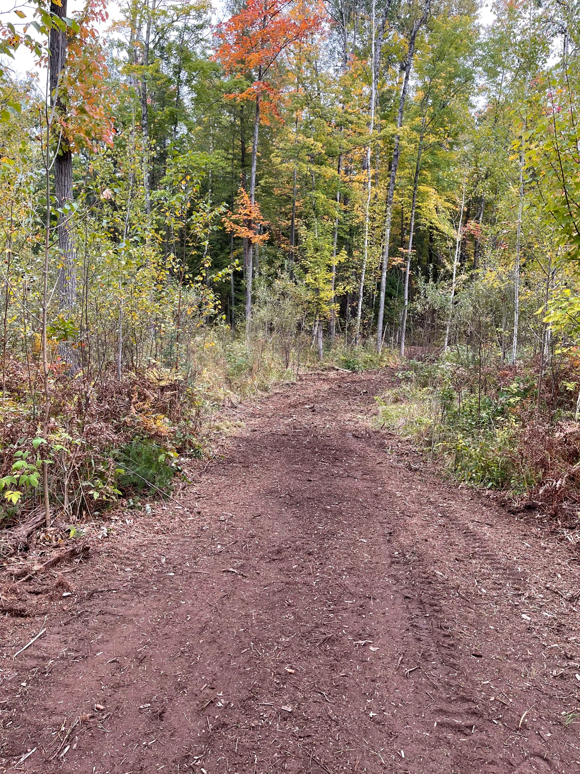 Gallery photos for Forestry Mulching Clears Thick Brush at Wausau Skeet & Trap Club: Image #7