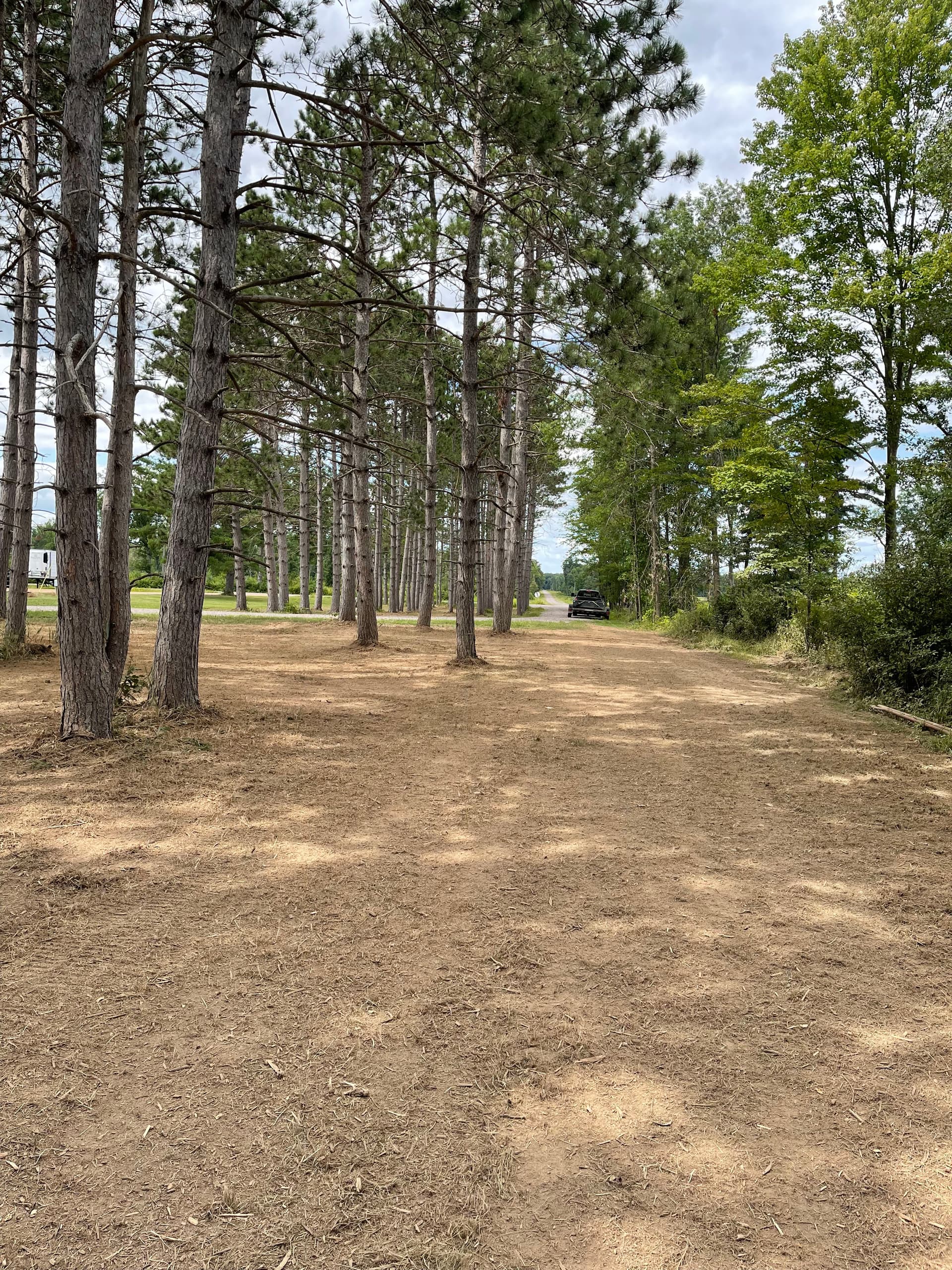 Gallery photos for Forestry Mulching Cleans Up a Overgrown Pine Plantation: Image #1