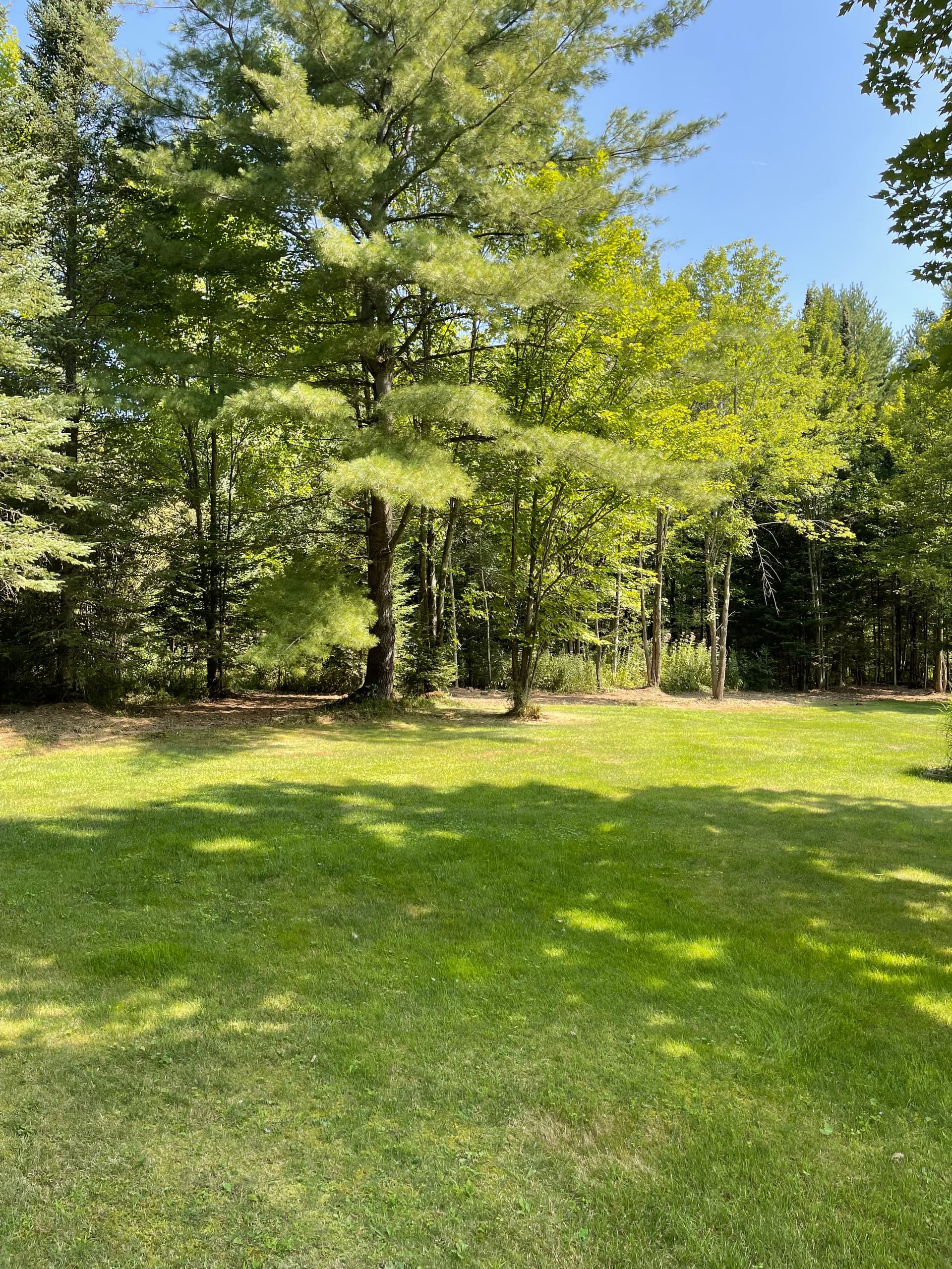 Gallery photos for Forestry Mulching Clears Overgrown Property in Wausau: Image #4