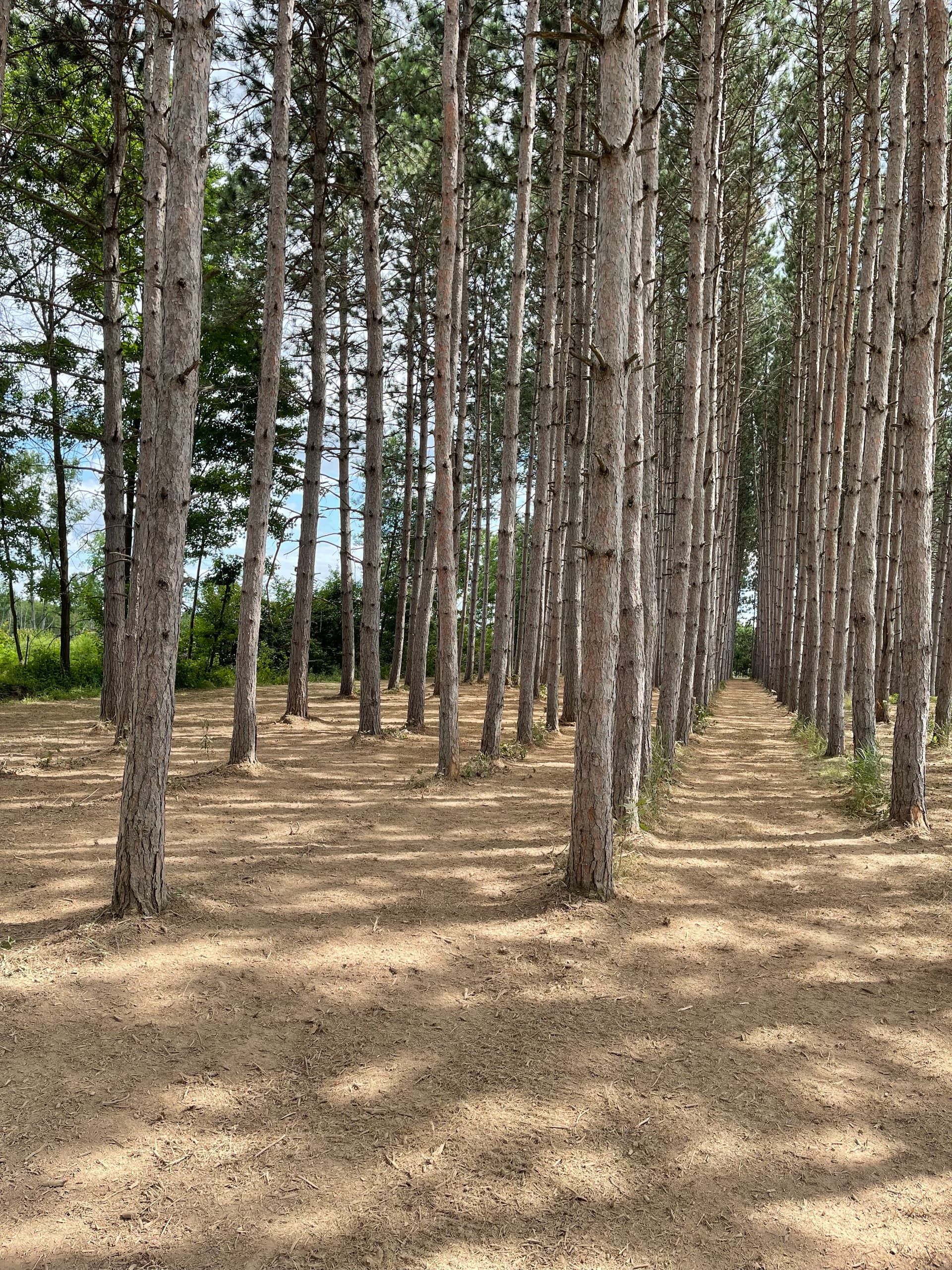 Forestry Mulching Cleans Up a Overgrown Pine Plantation image