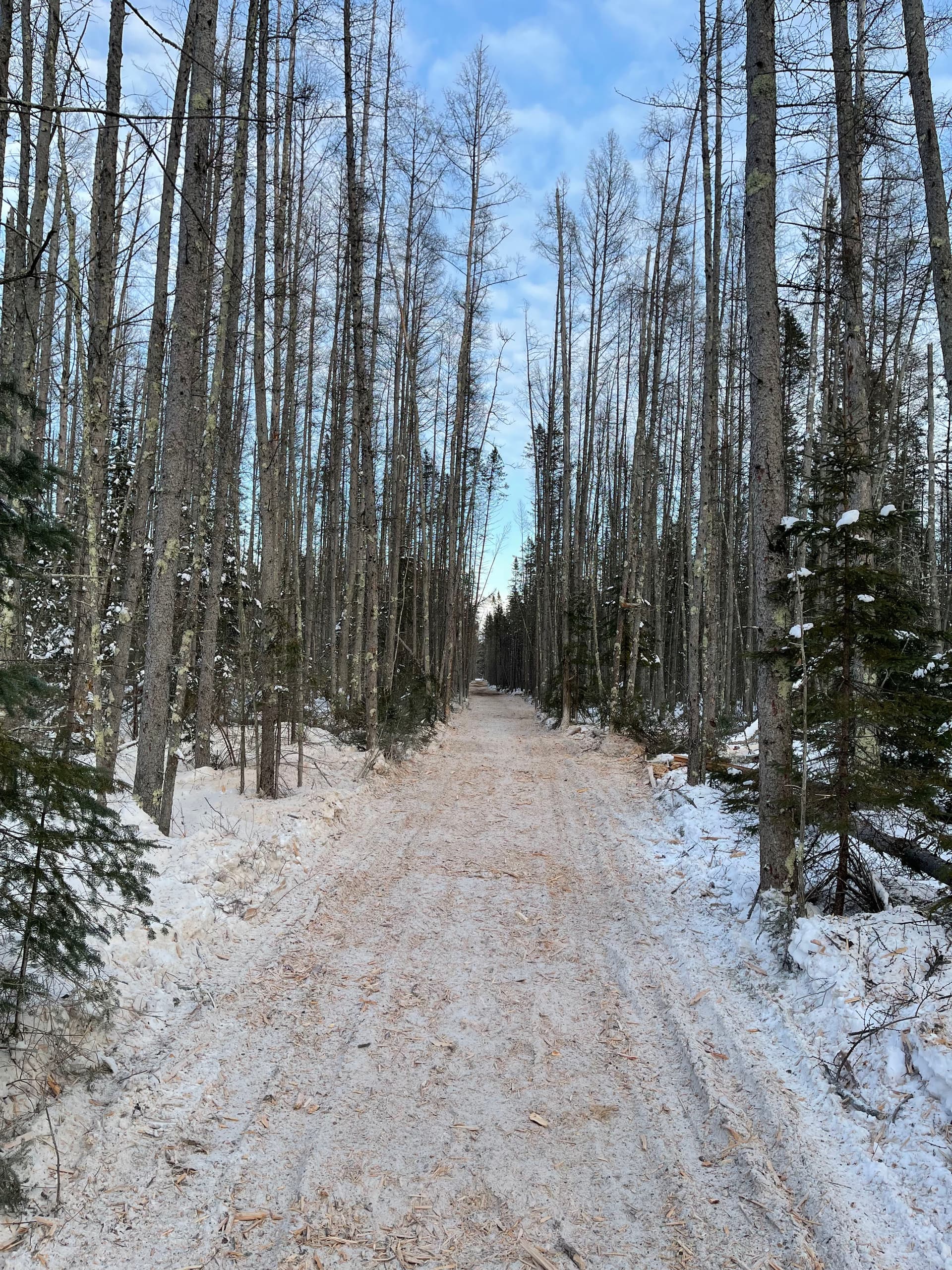 Gallery photos for Smooth Access Through Winter Forest: Image #2