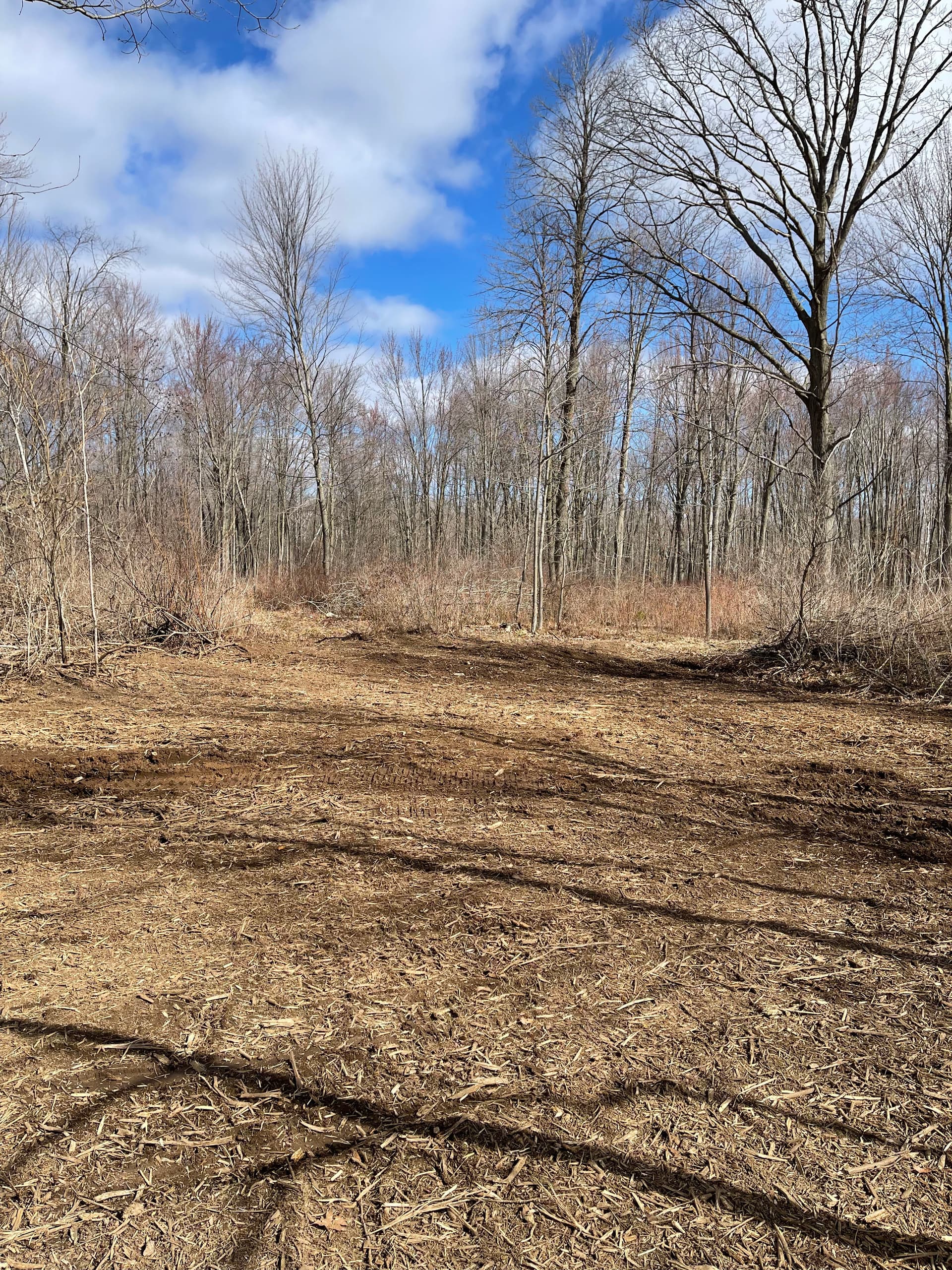 Gallery photos for Thick Woods Cleared and Opened Up in Mosinee: Image #3