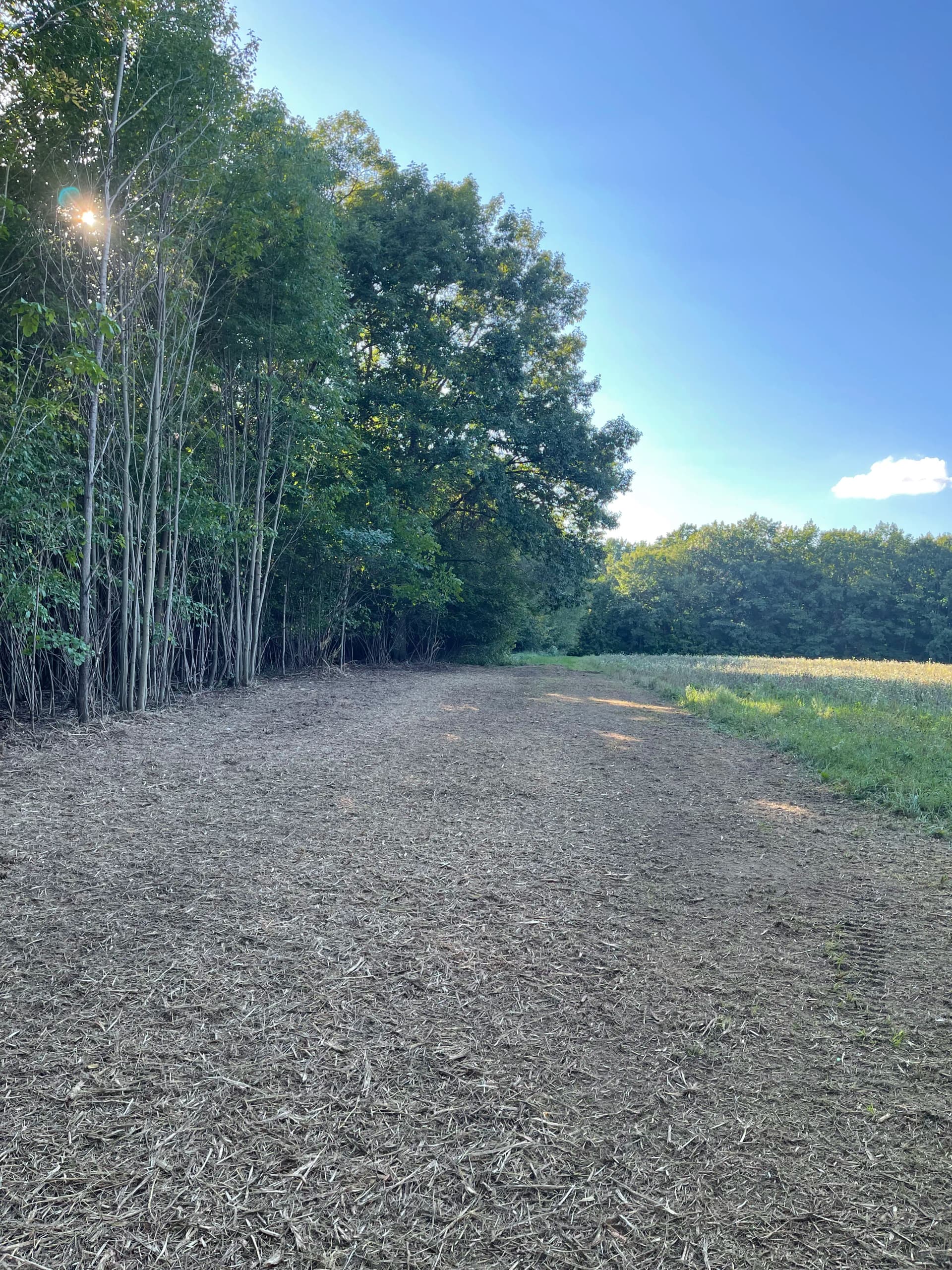 Gallery photos for Field Expansion with Forestry Mulching in Kronenwetter: Image #7