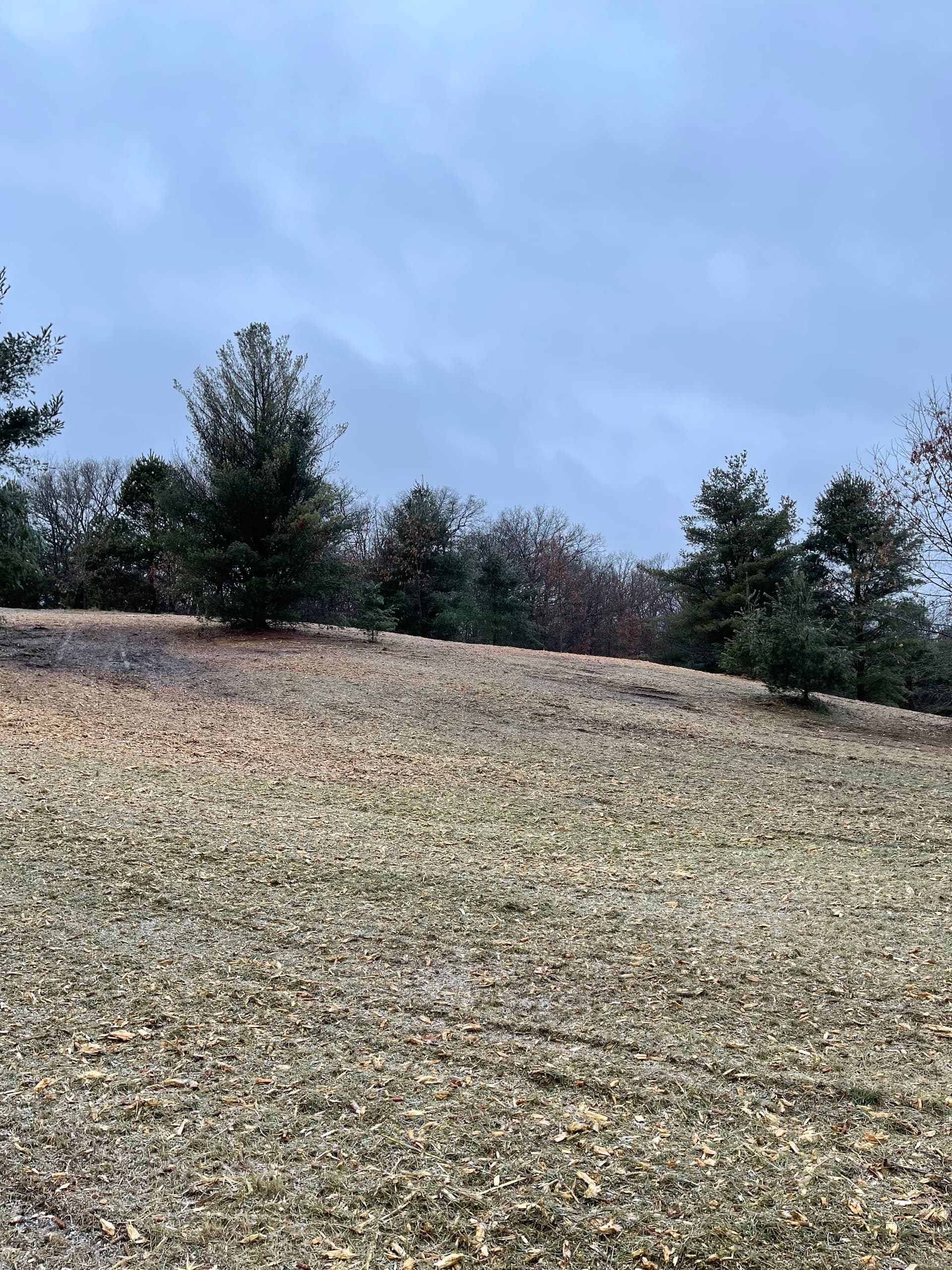 Gallery photos for Forestry Mulching in Custer: Image #4