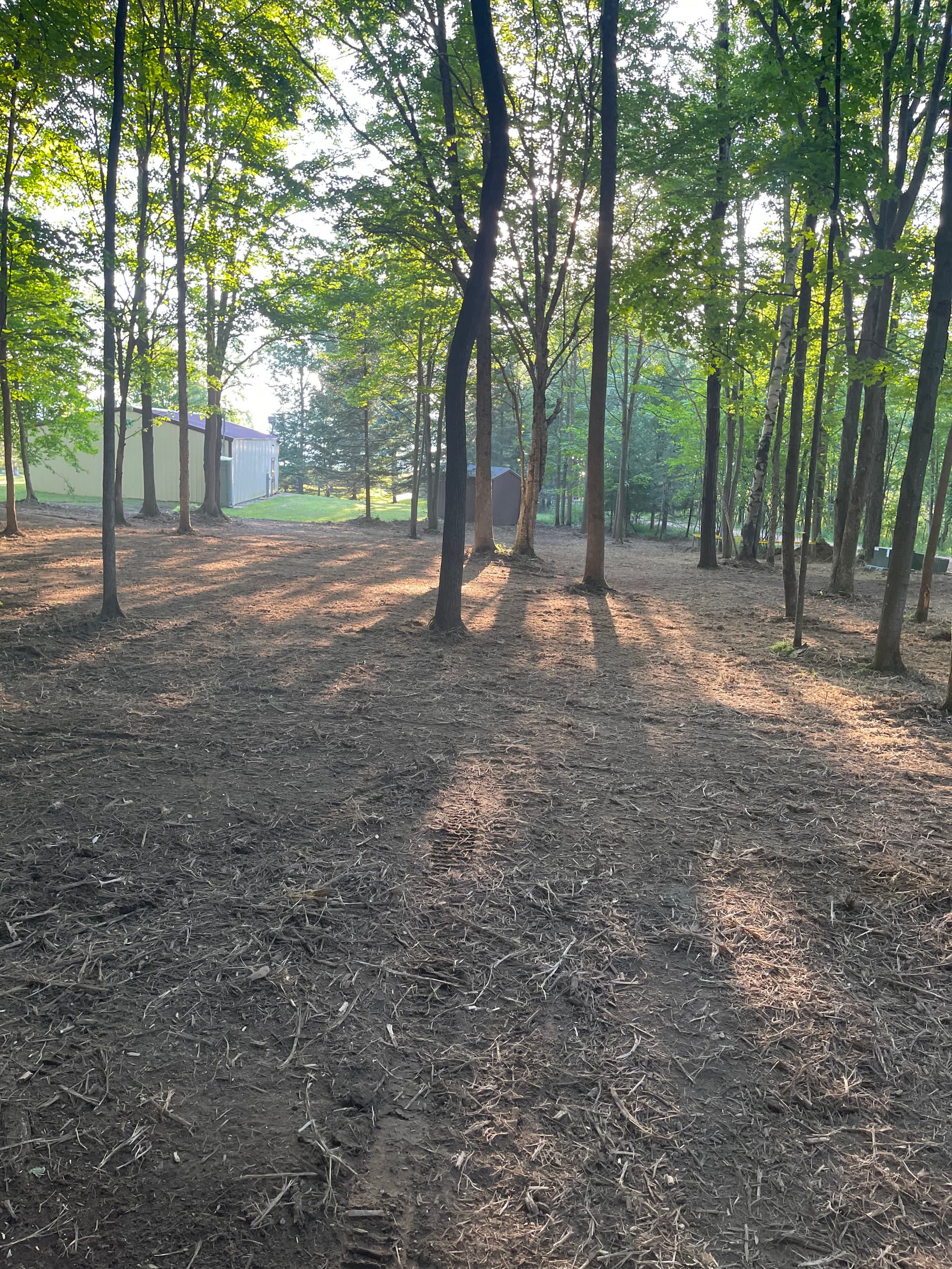 Gallery photos for Forestry Mulching Clears Overgrown Woodland Property in Mosinee: Image #7