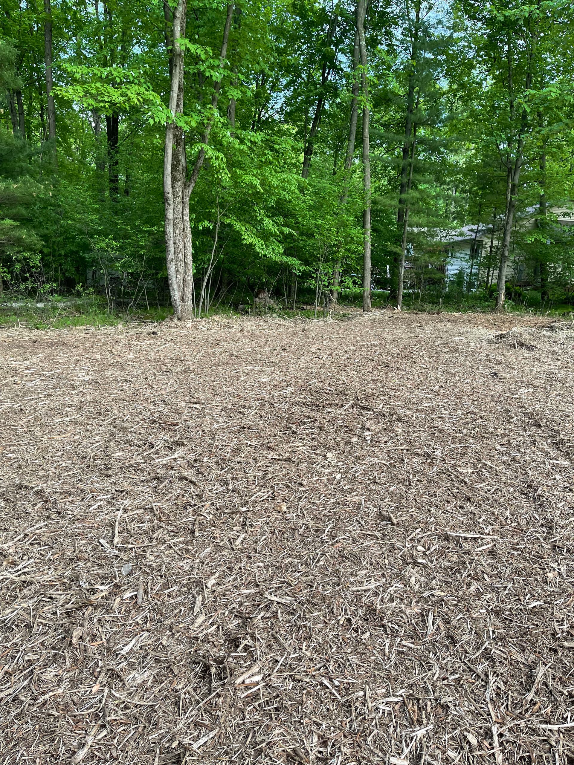 Gallery photos for Backyard Brush Cleared with Forestry Mulching in Stevens Point: Image #3