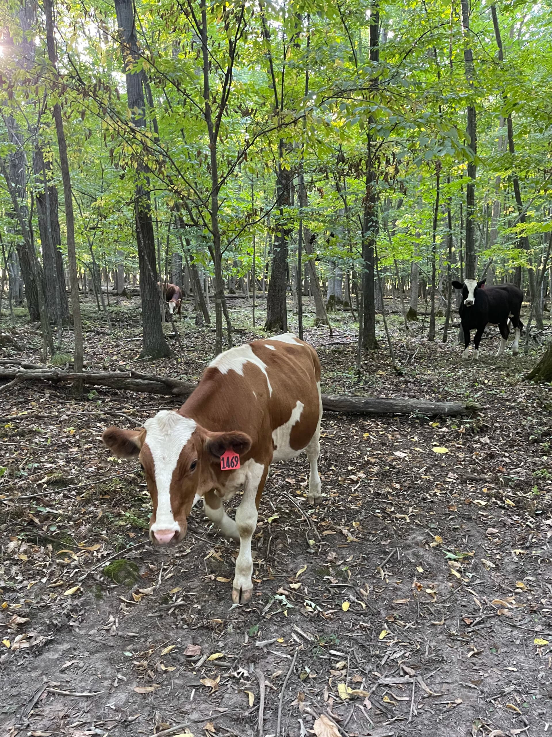 Gallery photos for Forestry Mulching Opens Up Wooded Farm Land in Loyal WI: Image #6