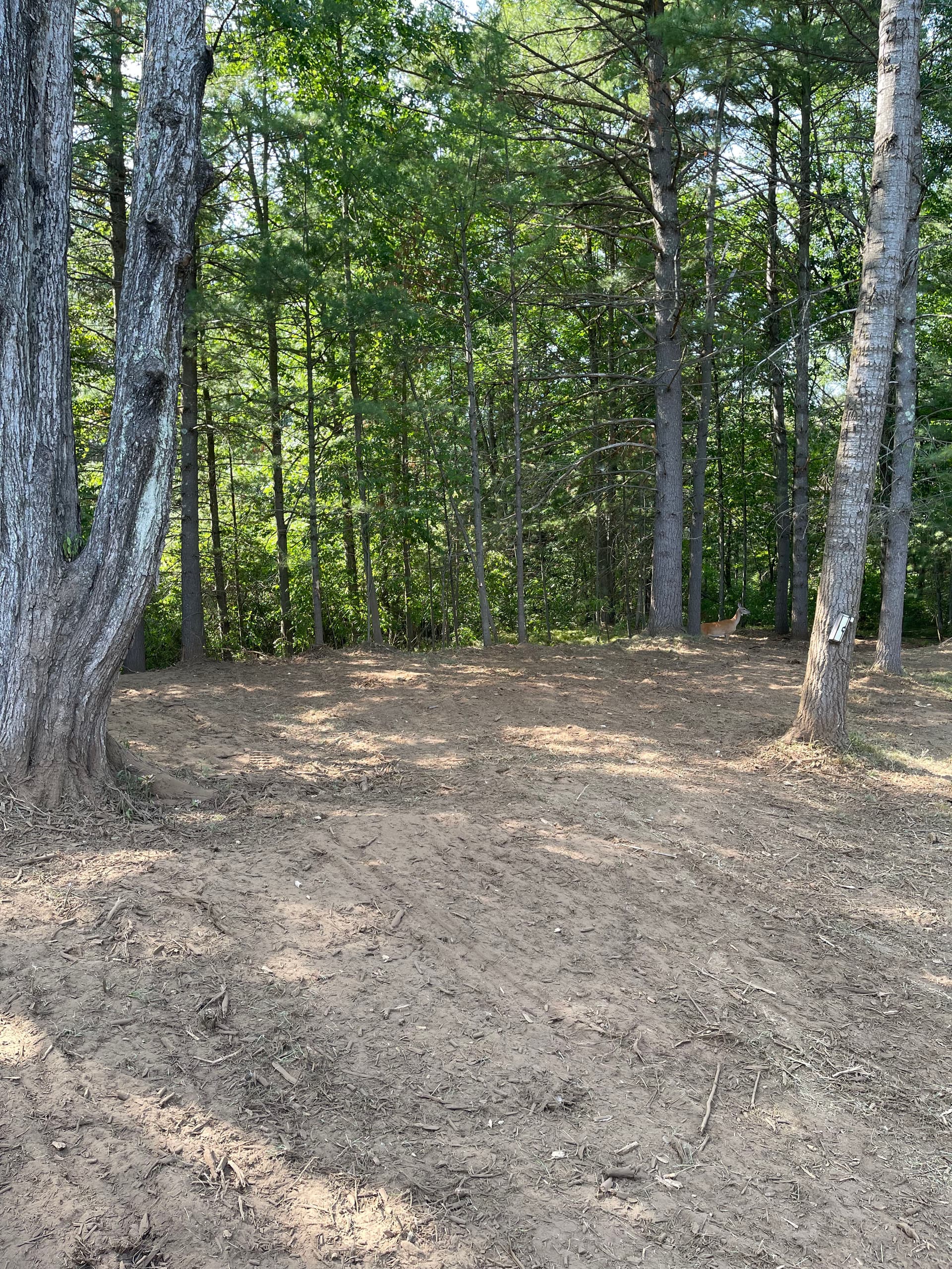 Gallery photos for Forestry Mulching Opens Up River Access in Weston WI: Image #8