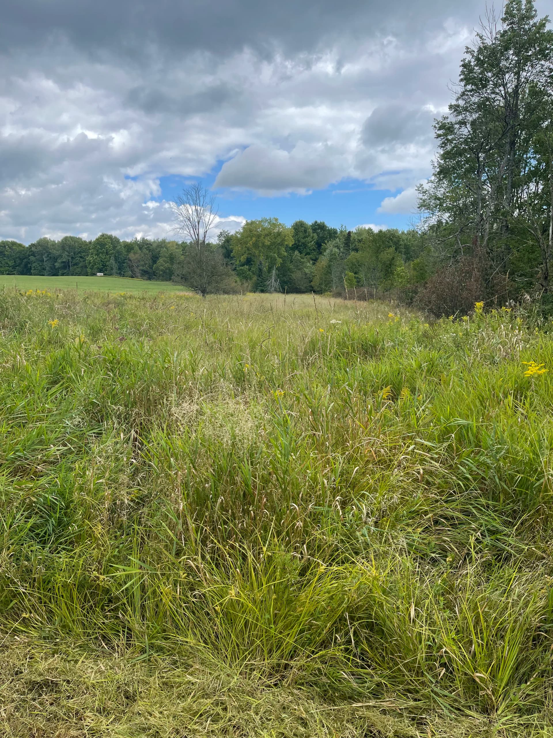 Gallery photos for Hunting Property Cleanup with Forestry Mulching in Bevent: Image #2