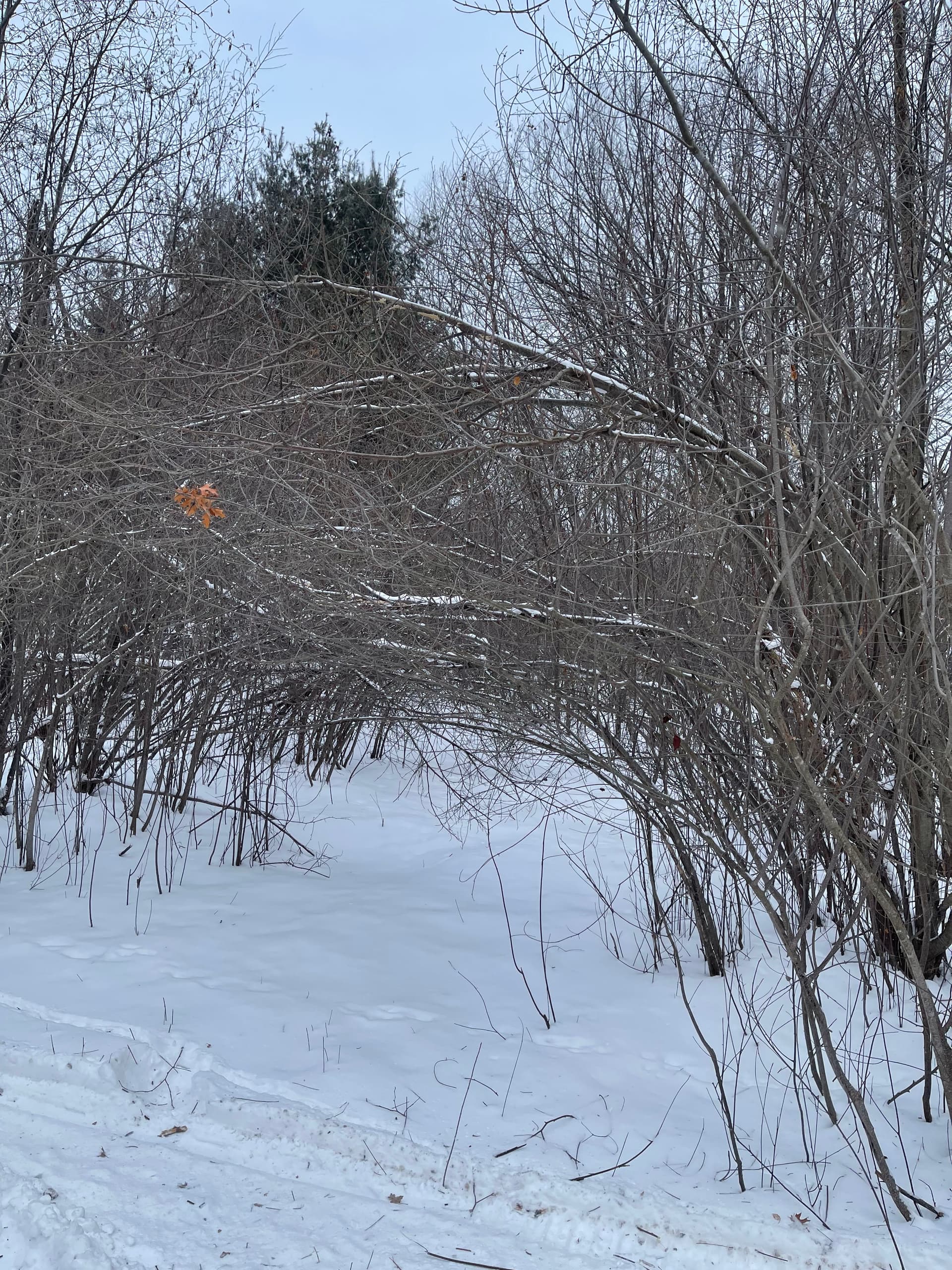 Gallery photos for Trail Clearing for Enjoyment: Image #1