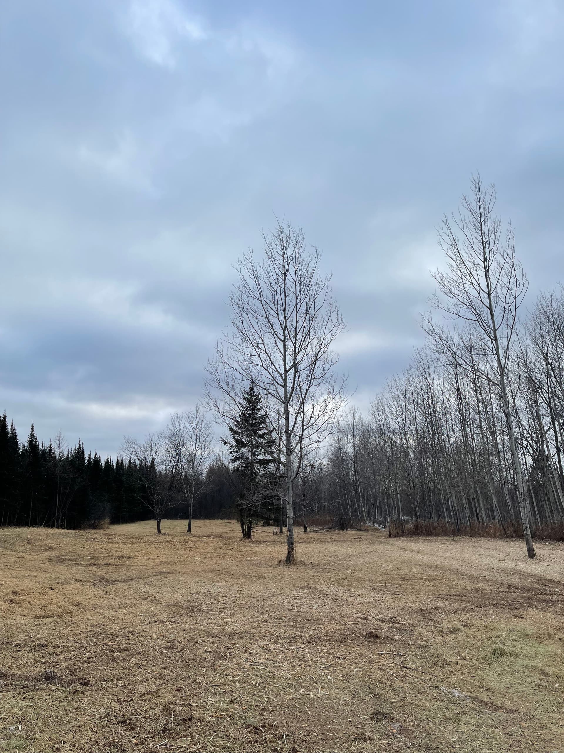 Gallery photos for Efficient Winter Land Clearing Across Wisconsin: Image #2