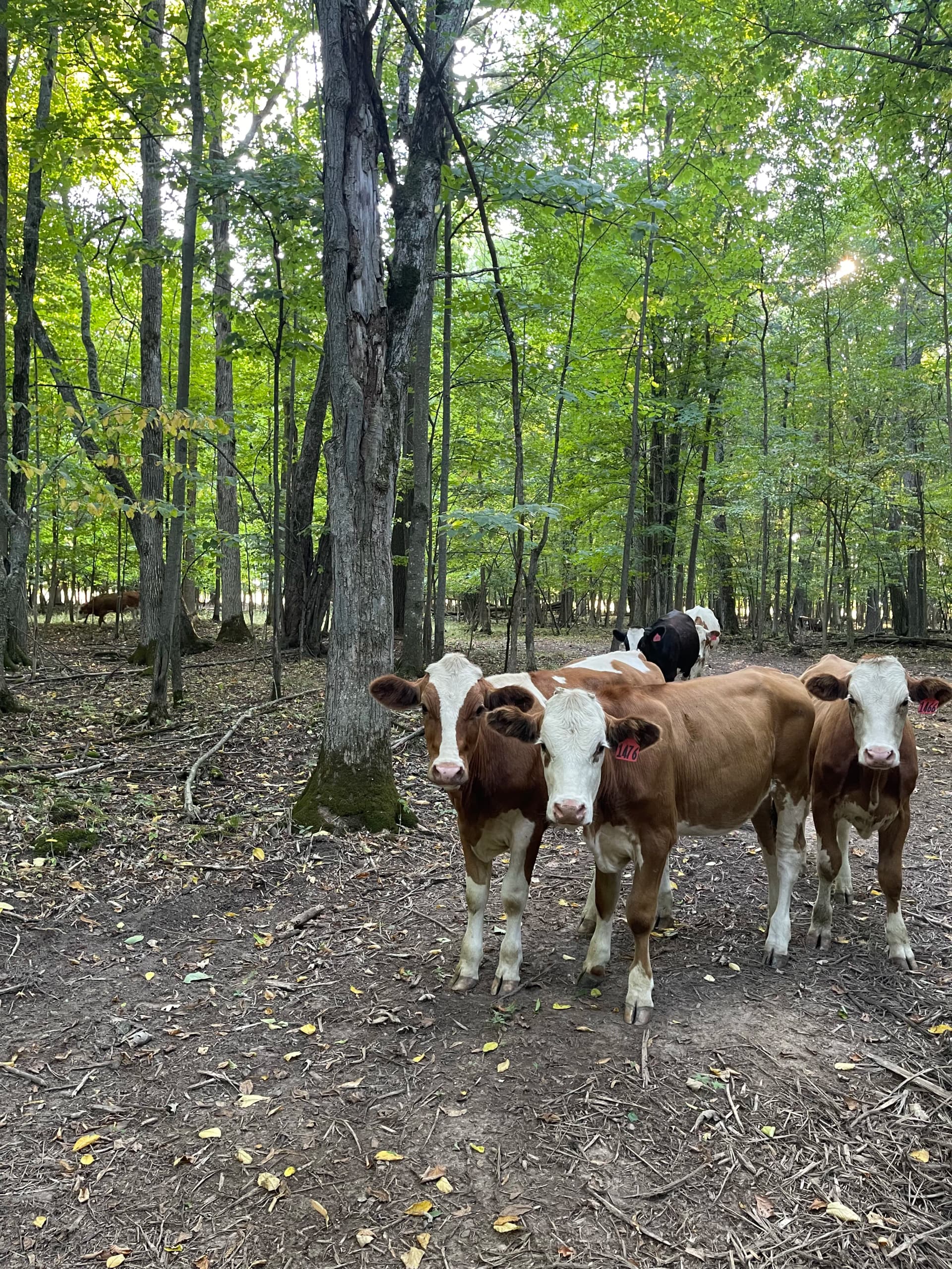 Forestry Mulching Opens Up Wooded Farm Land in Loyal WI image
