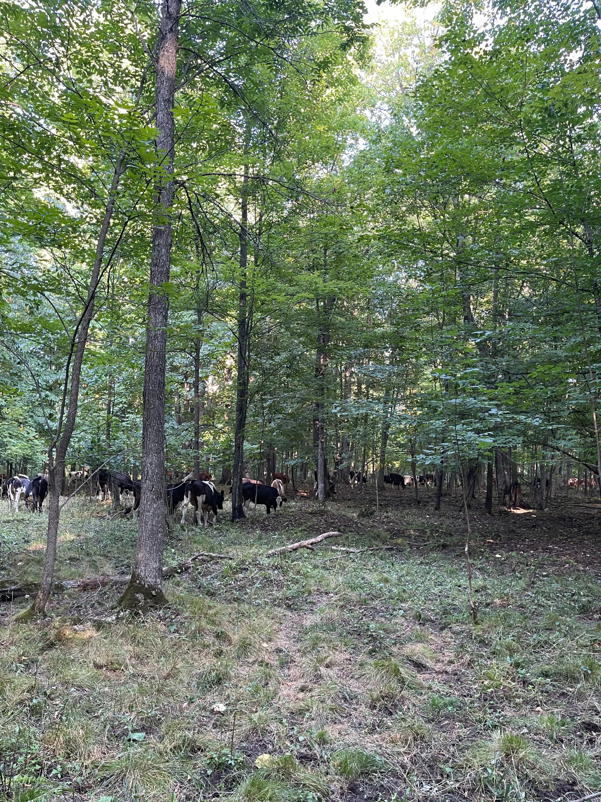 Gallery photos for Forestry Mulching Opens Up Wooded Farm Land in Loyal WI: Image #3