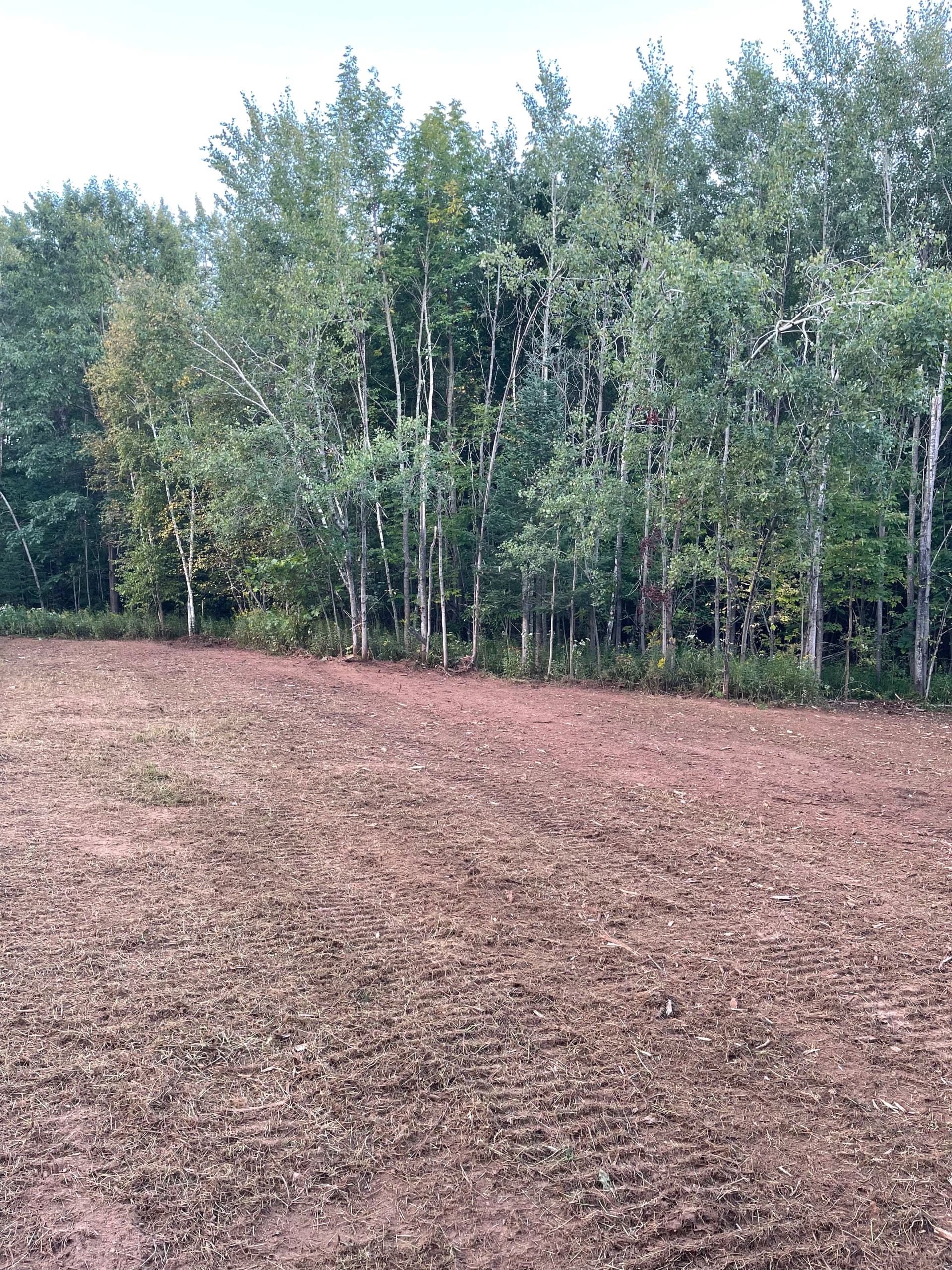Gallery photos for Hunting Property Cleanup with Forestry Mulching in Bevent: Image #4