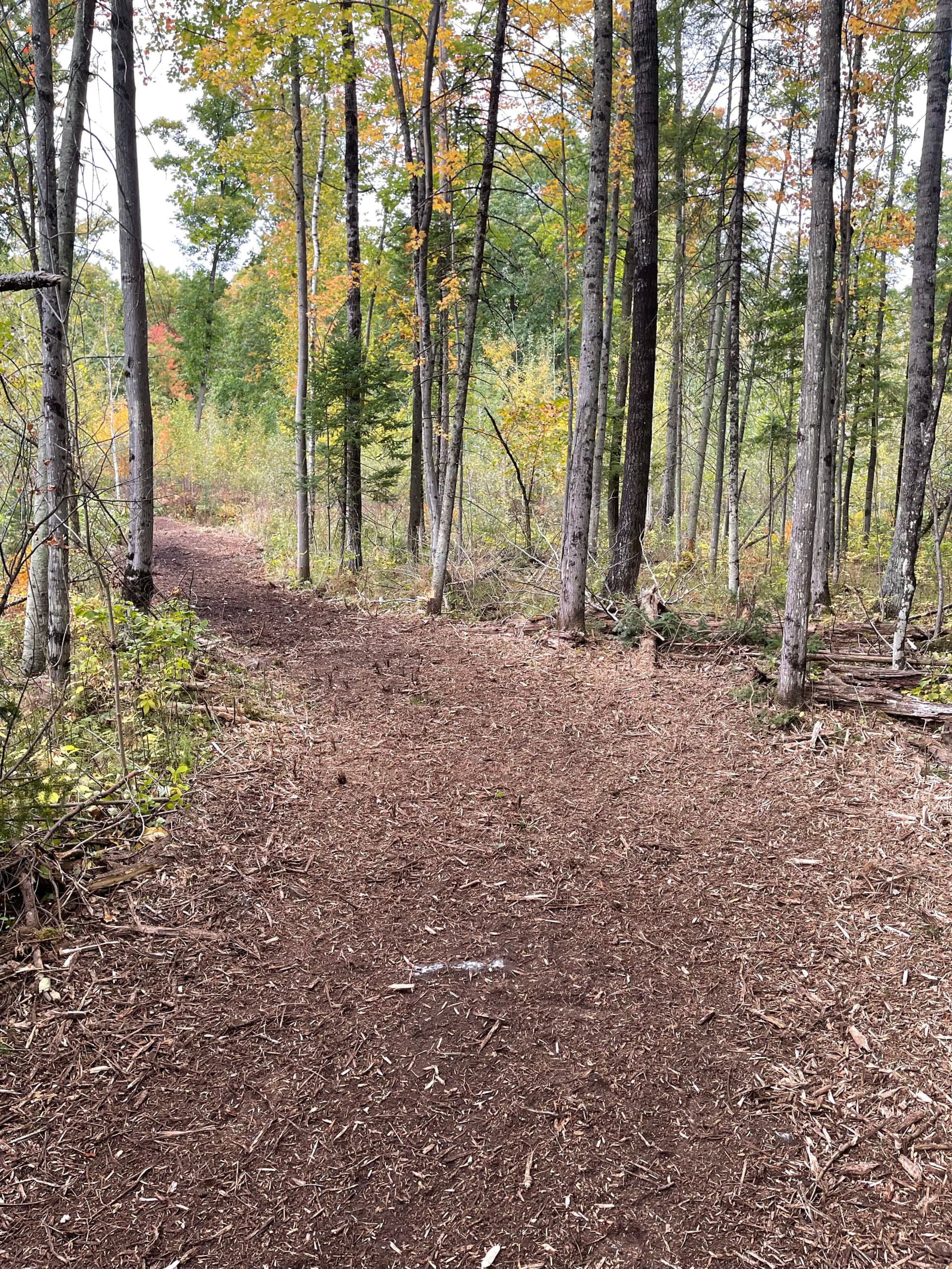 Gallery photos for Forestry Mulching Clears Thick Brush at Wausau Skeet & Trap Club: Image #8
