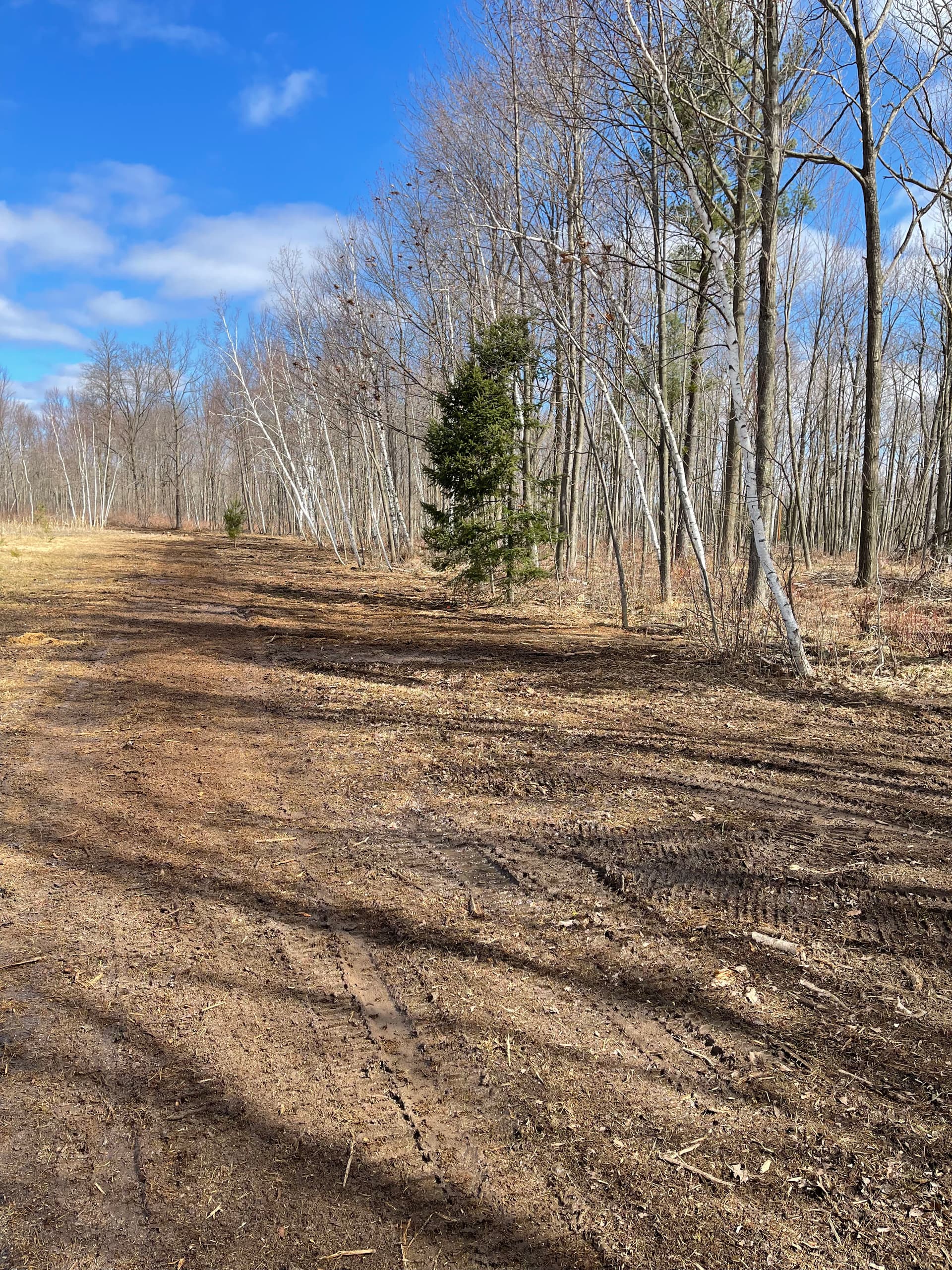 Gallery photos for Thick Woods Cleared and Opened Up in Mosinee: Image #1