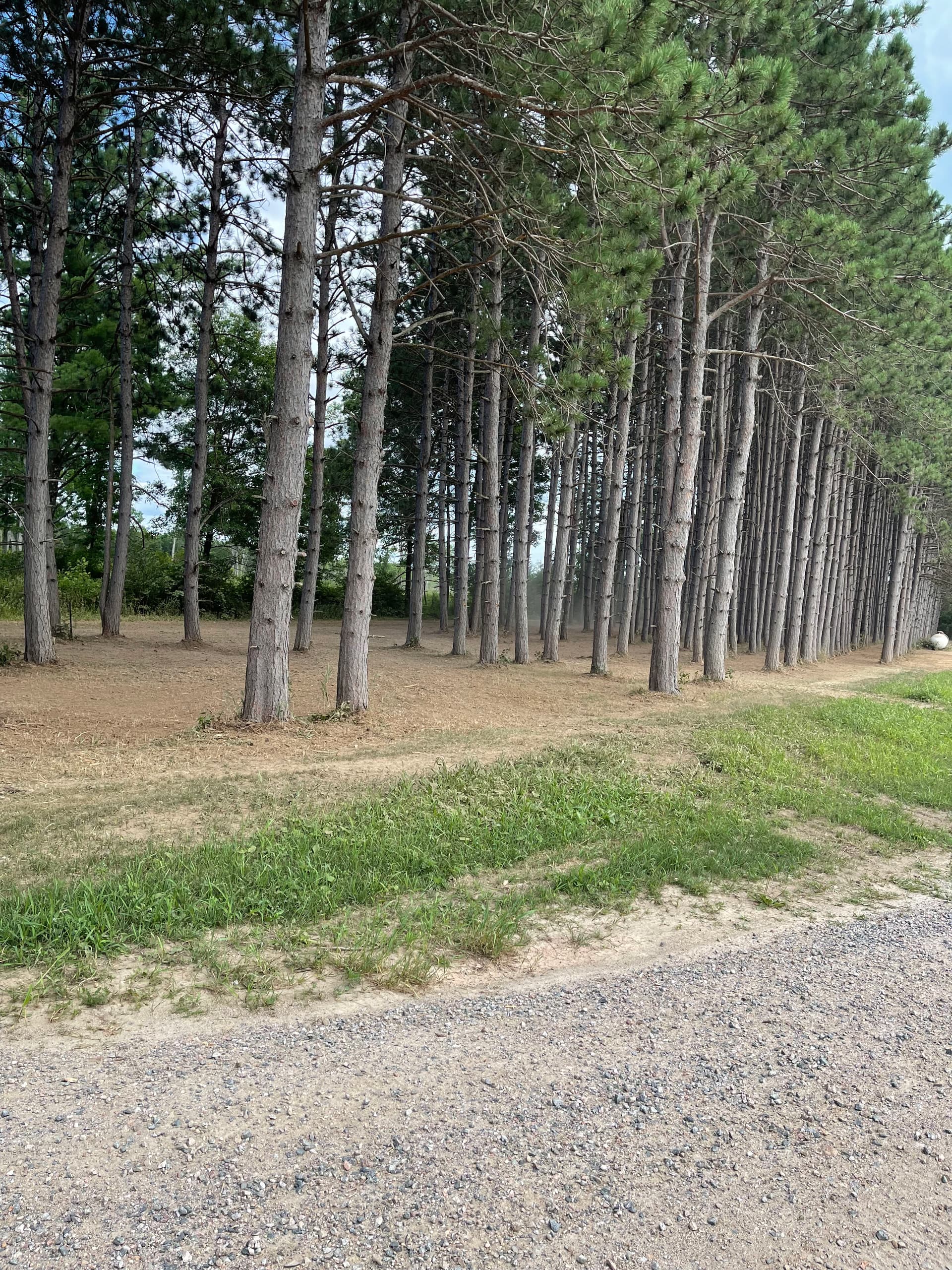 Gallery photos for Forestry Mulching Cleans Up a Overgrown Pine Plantation: Image #5
