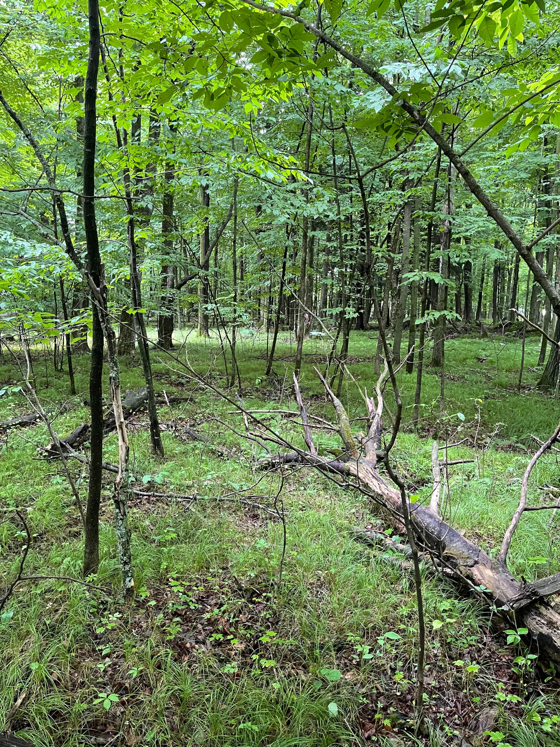 Gallery photos for Forestry Mulching Clears Overgrown Woodland Property in Mosinee: Image #3