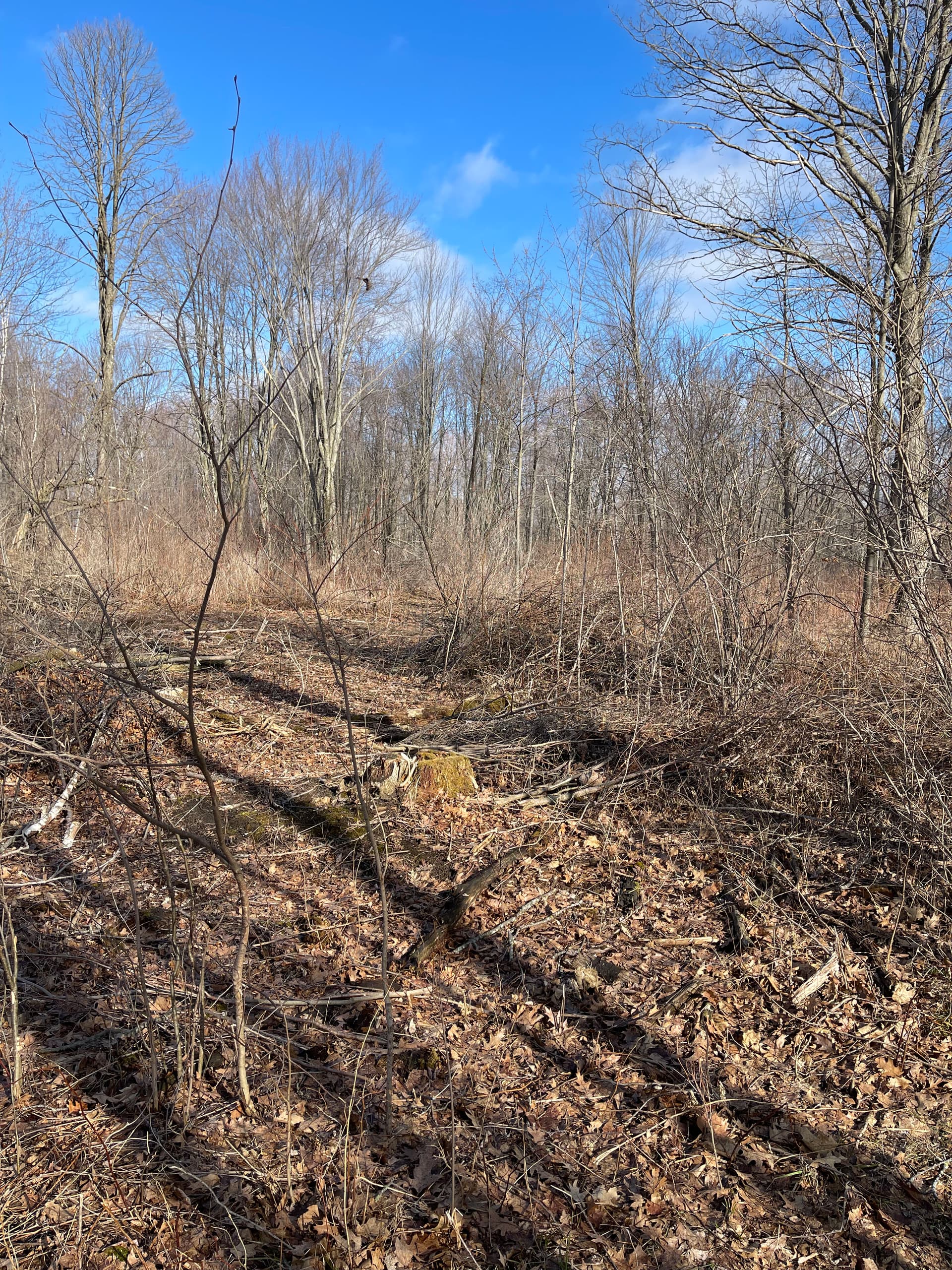 Gallery photos for Thick Woods Cleared and Opened Up in Mosinee: Image #2