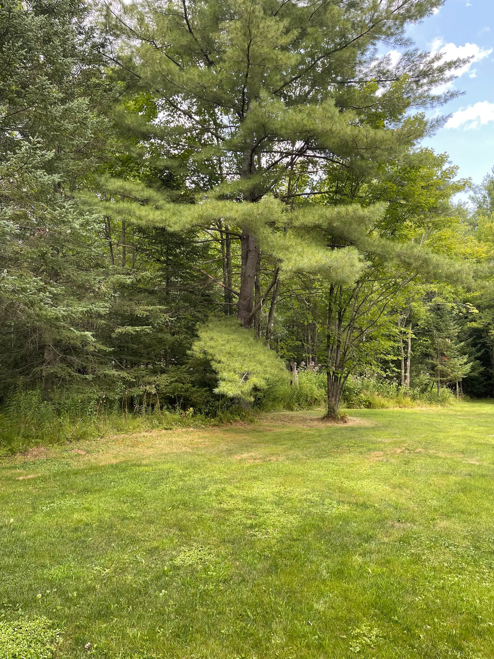 Gallery photos for Forestry Mulching Clears Overgrown Property in Wausau: Image #3