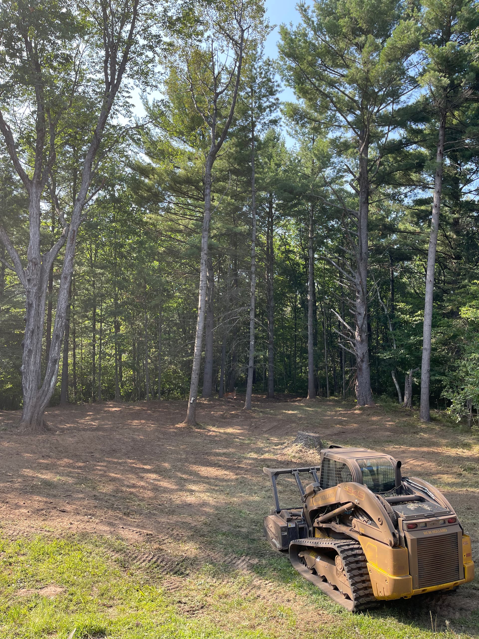 Forestry Mulching Opens Up River Access in Weston WI image