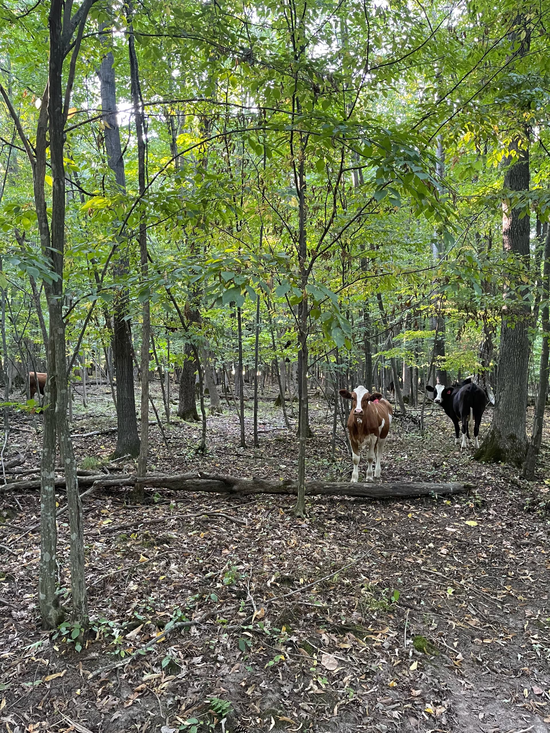 Gallery photos for Forestry Mulching Opens Up Wooded Farm Land in Loyal WI: Image #5