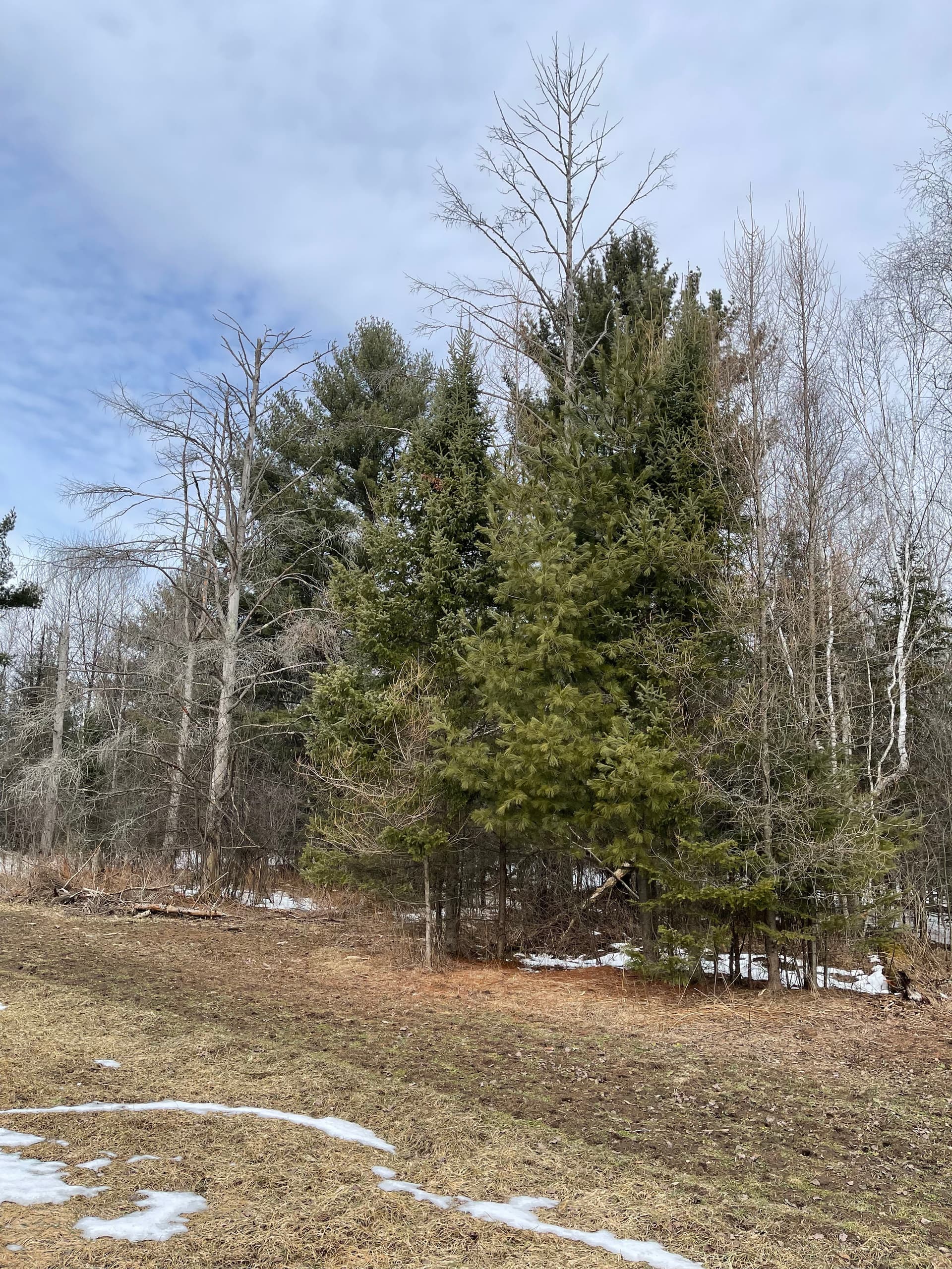 Gallery photos for Food Plot Forestry Mulching Done Right in Wausau: Image #3