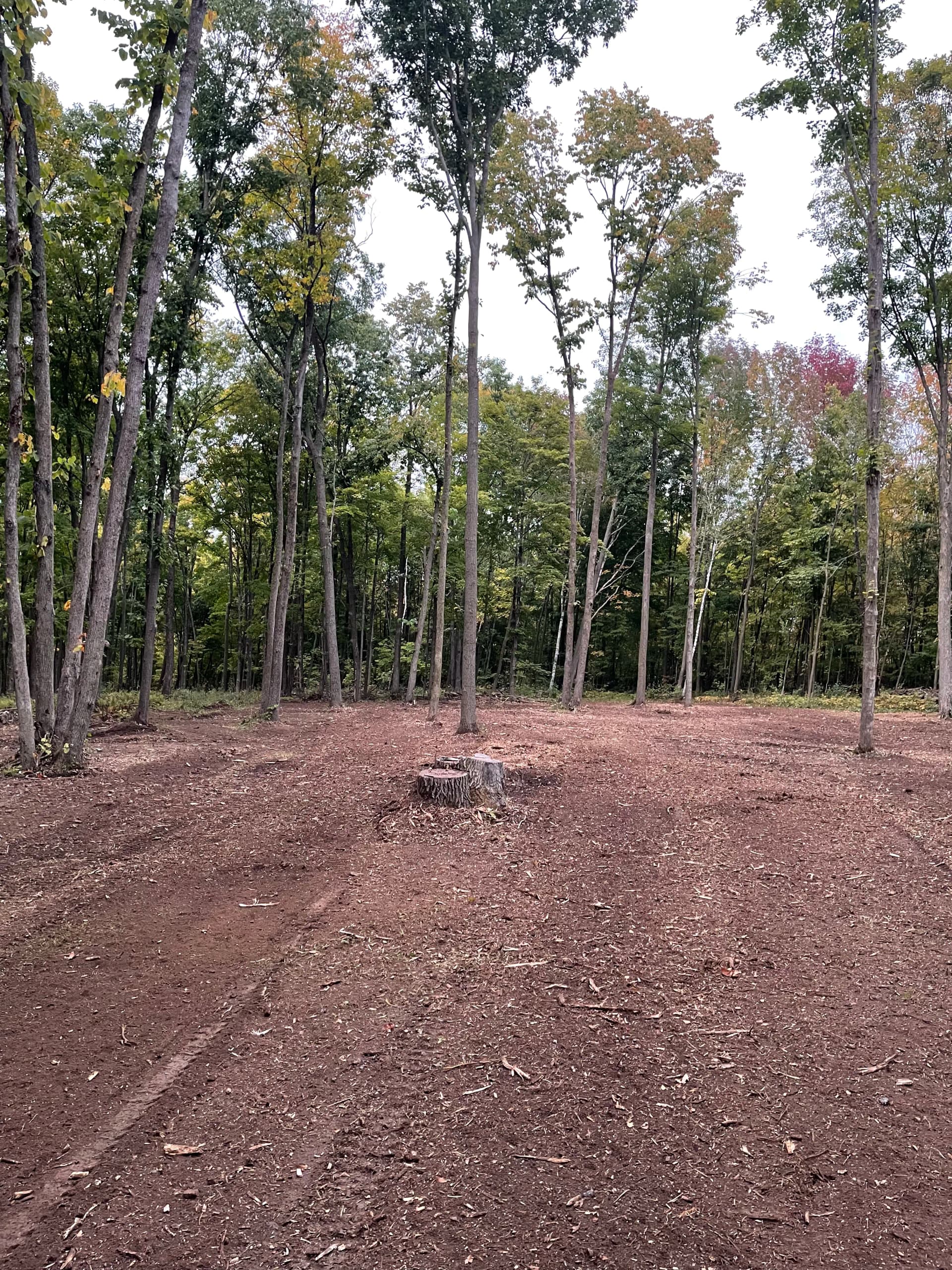 Forestry Mulching Clears Thick Brush at Wausau Skeet & Trap Club image