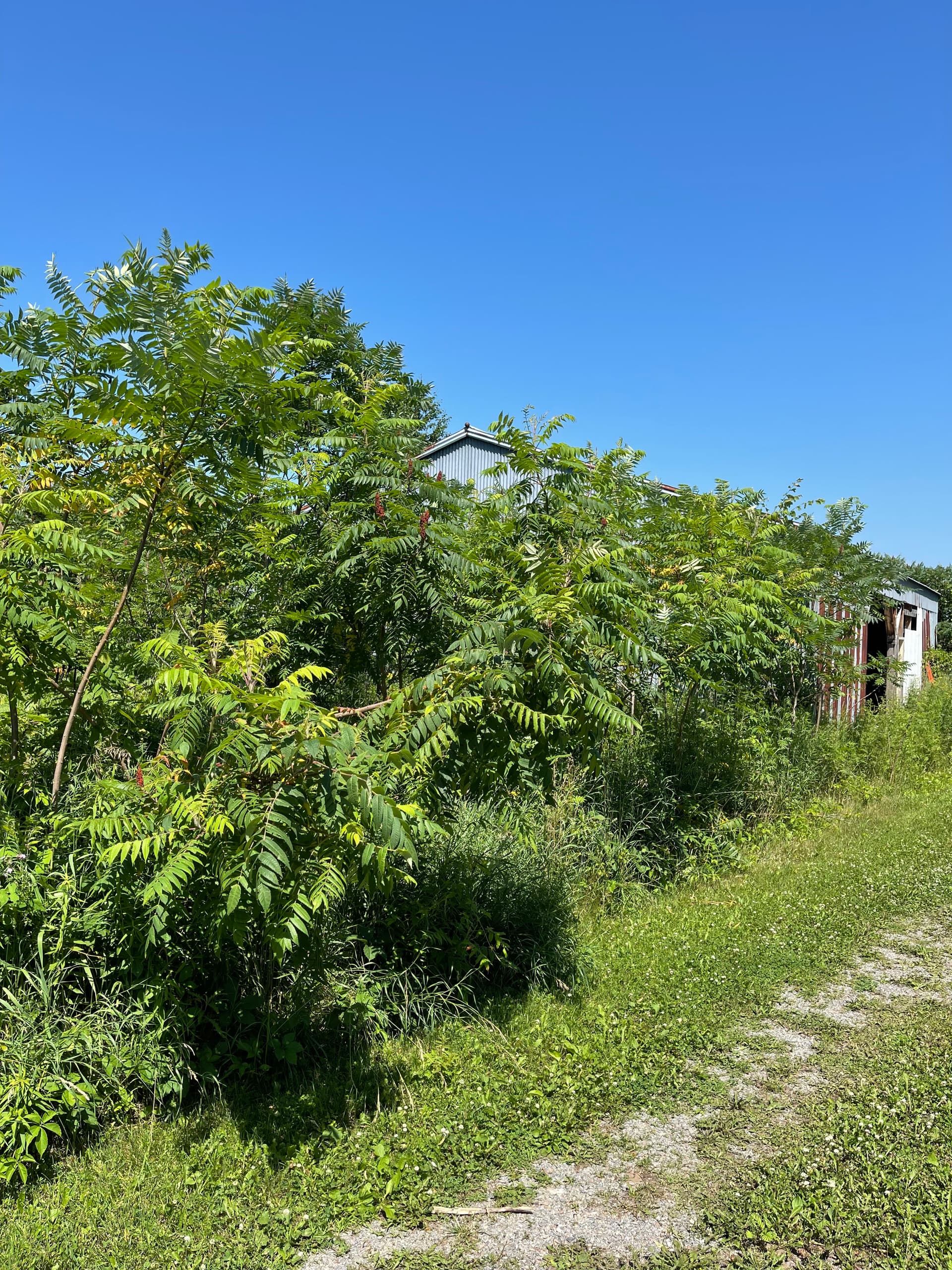 Gallery photos for Forestry Mulching Clears Overgrown Farm Property in Mosinee: Image #4