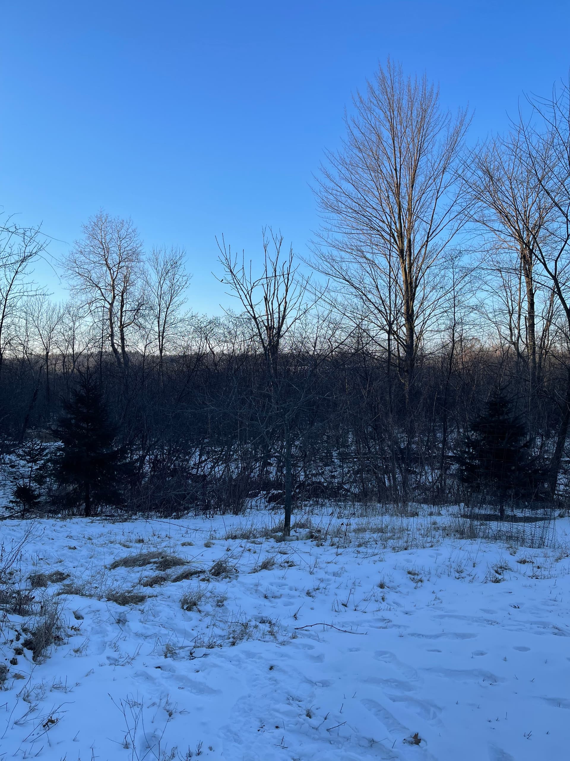 Gallery photos for Forestry Mulching in Bevent: Efficient Land Clearing in Winter Conditions: Image #2