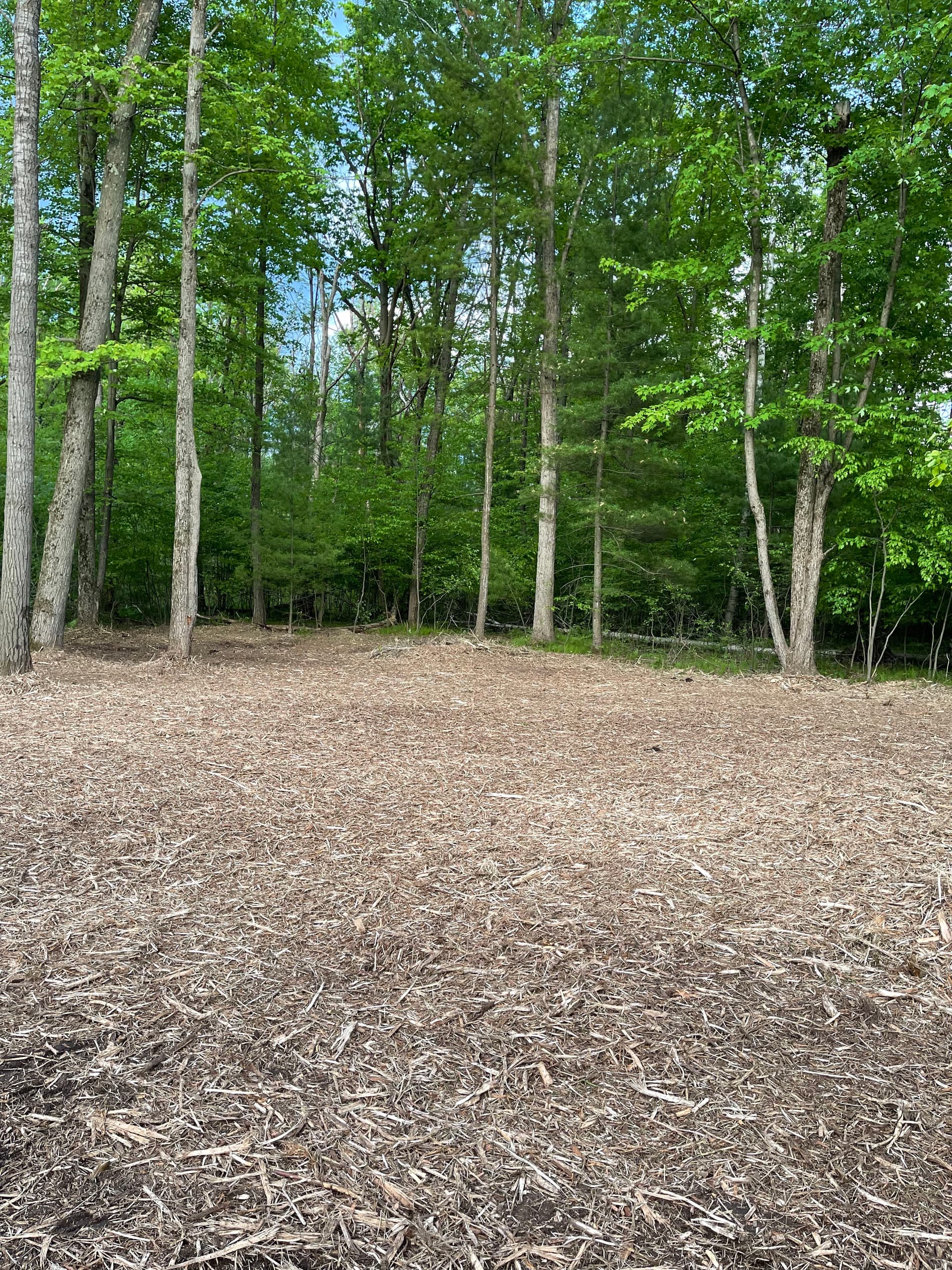 Gallery photos for Backyard Brush Cleared with Forestry Mulching in Stevens Point: Image #1