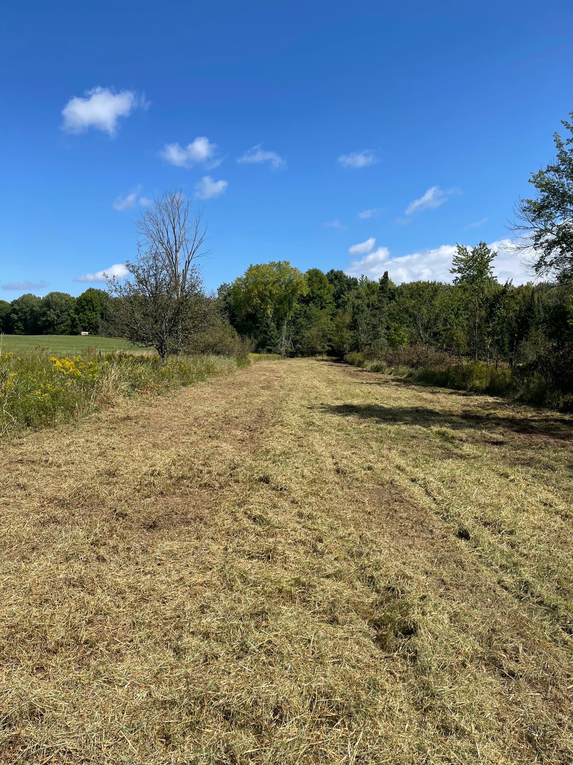 Gallery photos for Hunting Property Cleanup with Forestry Mulching in Bevent: Image #3