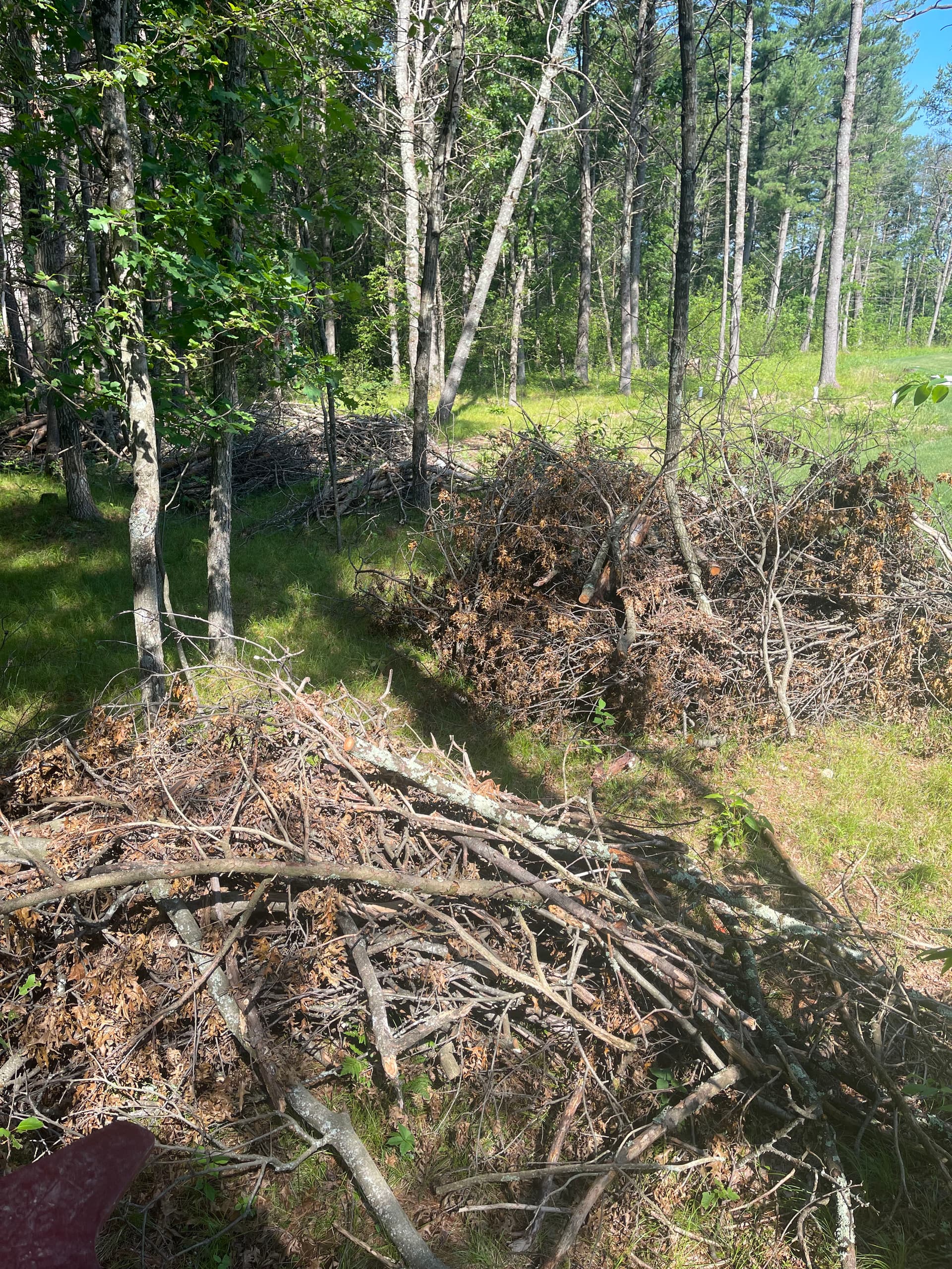 Gallery photos for Forestry Mulching Cleans Up Overgrown Property in Kronenwetter: Image #5