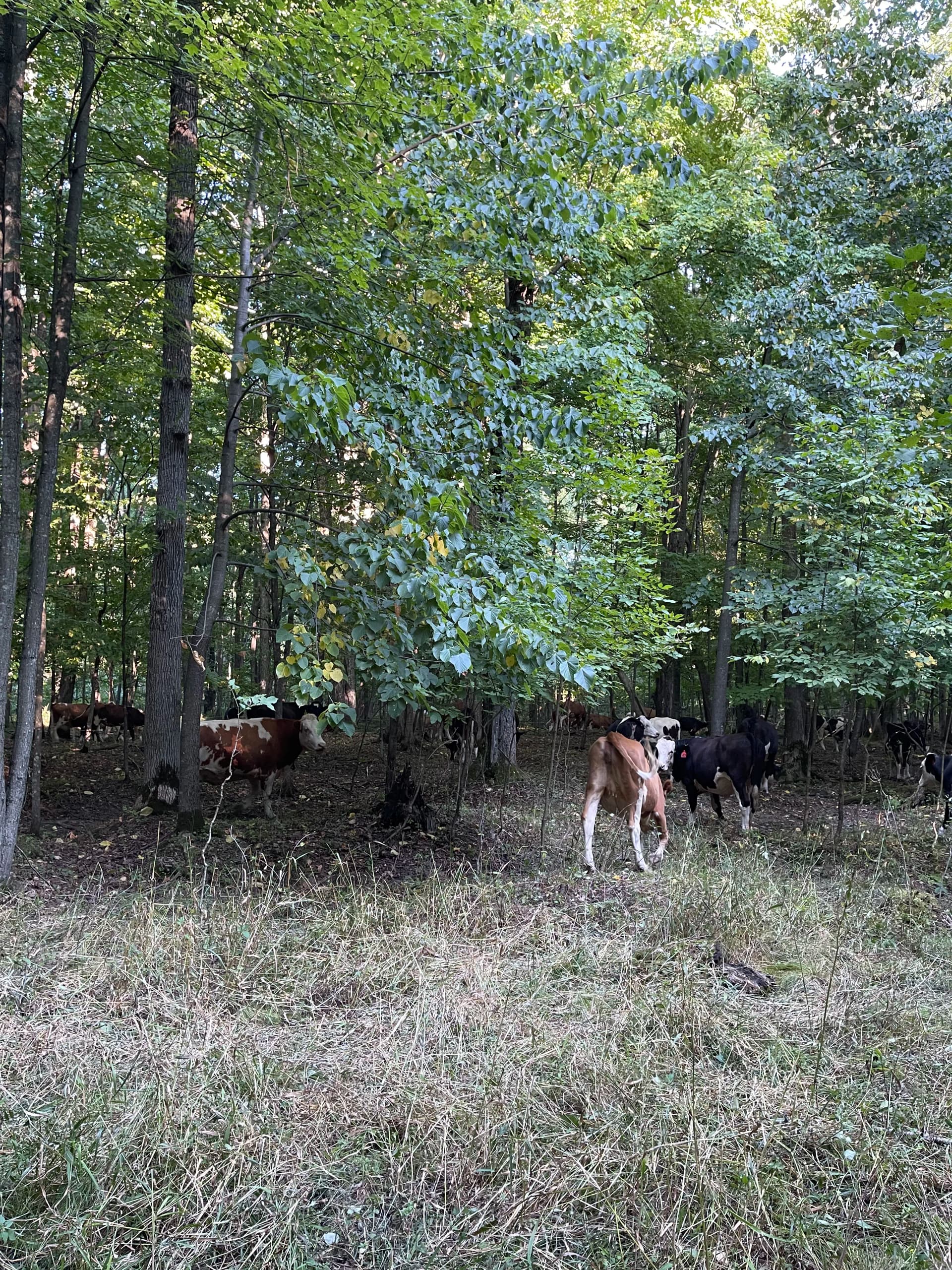 Gallery photos for Forestry Mulching Opens Up Wooded Farm Land in Loyal WI: Image #4