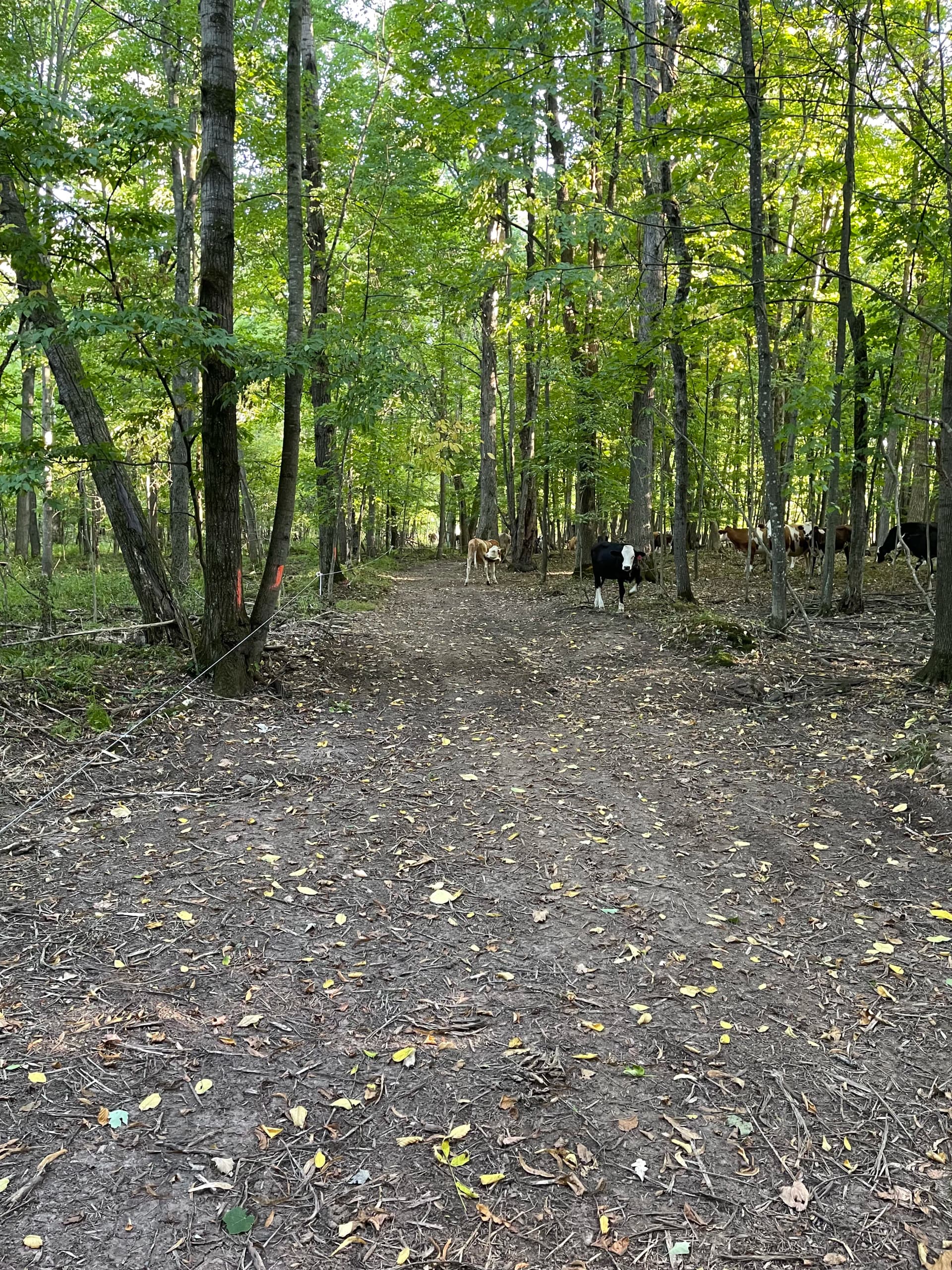 Gallery photos for Forestry Mulching Opens Up Wooded Farm Land in Loyal WI: Image #8