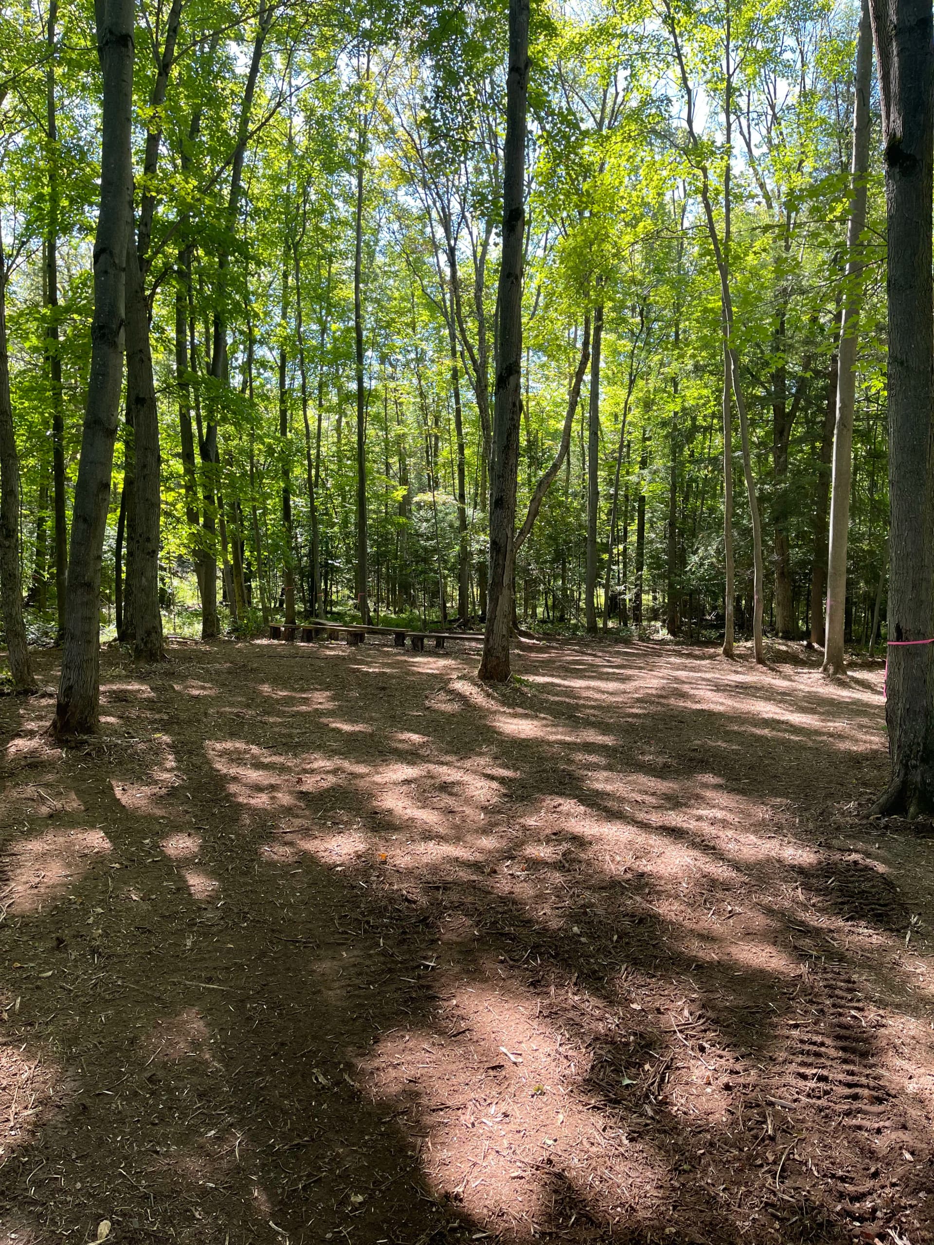 Gallery photos for Forestry Mulching Clears Usable Woodland Space at St. John Lutheran School in Wausau: Image #7