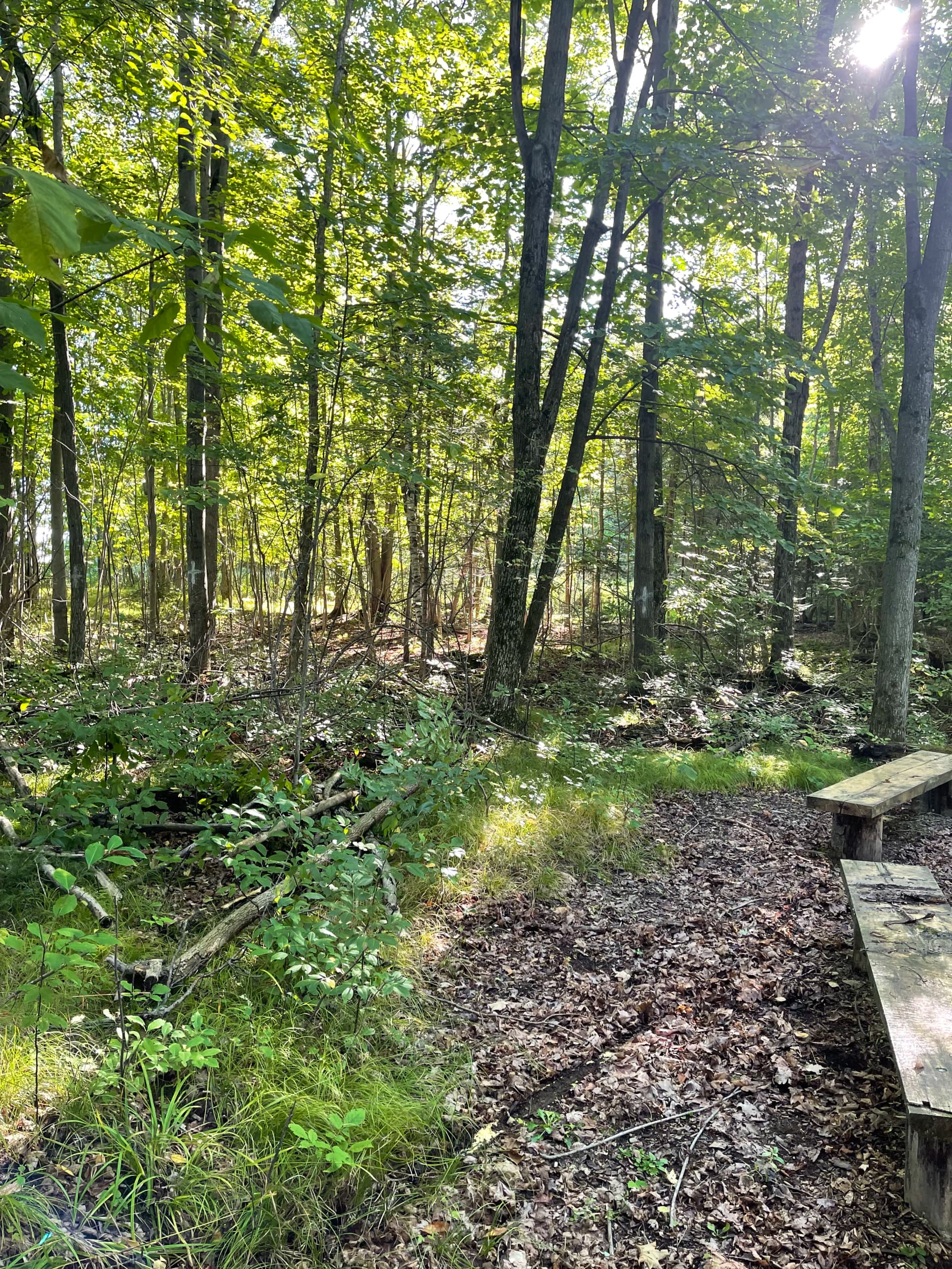 Gallery photos for Forestry Mulching Clears Usable Woodland Space at St. John Lutheran School in Wausau: Image #2