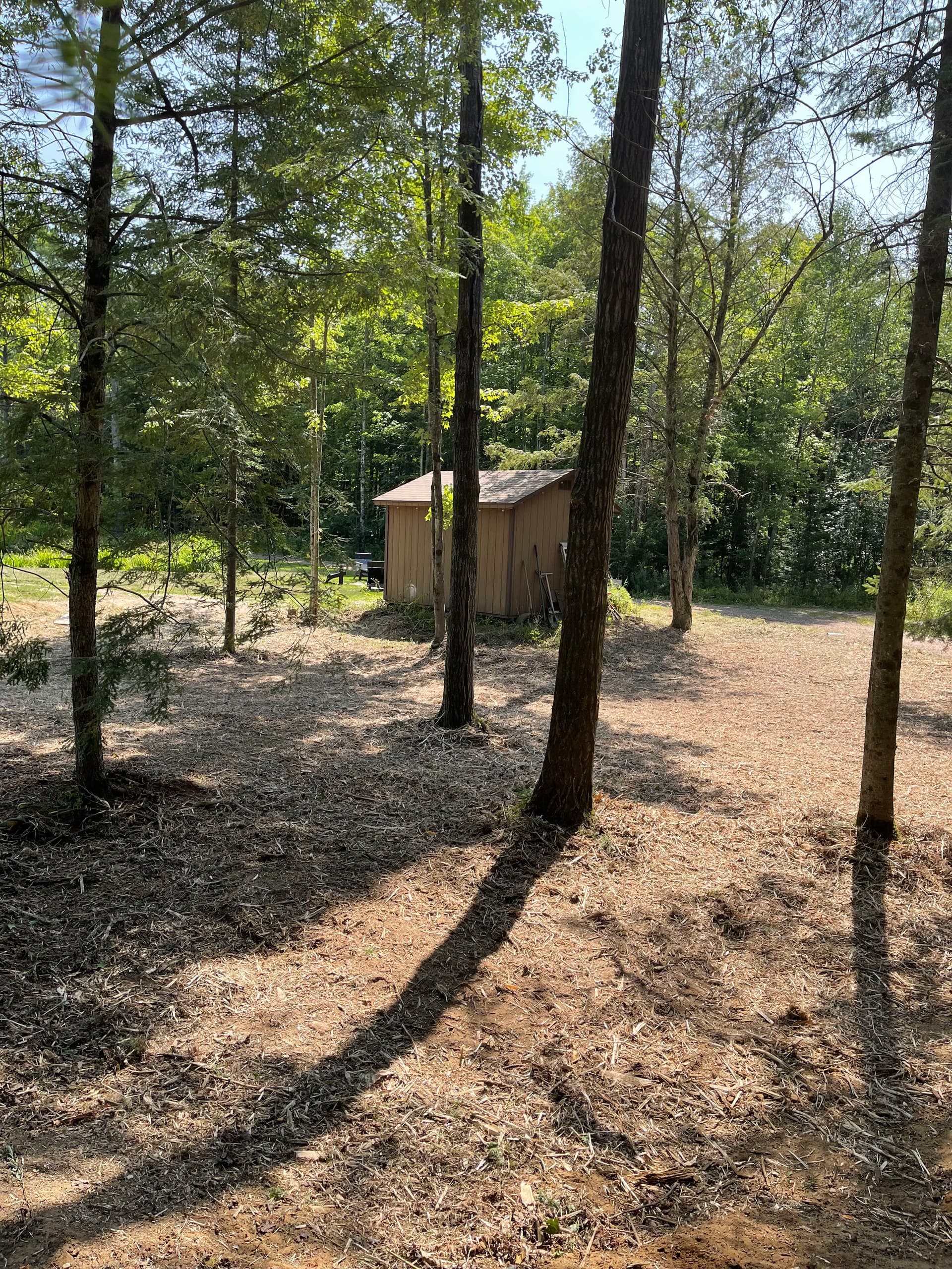 Forestry Mulching Clears Overgrown Property in Wausau image