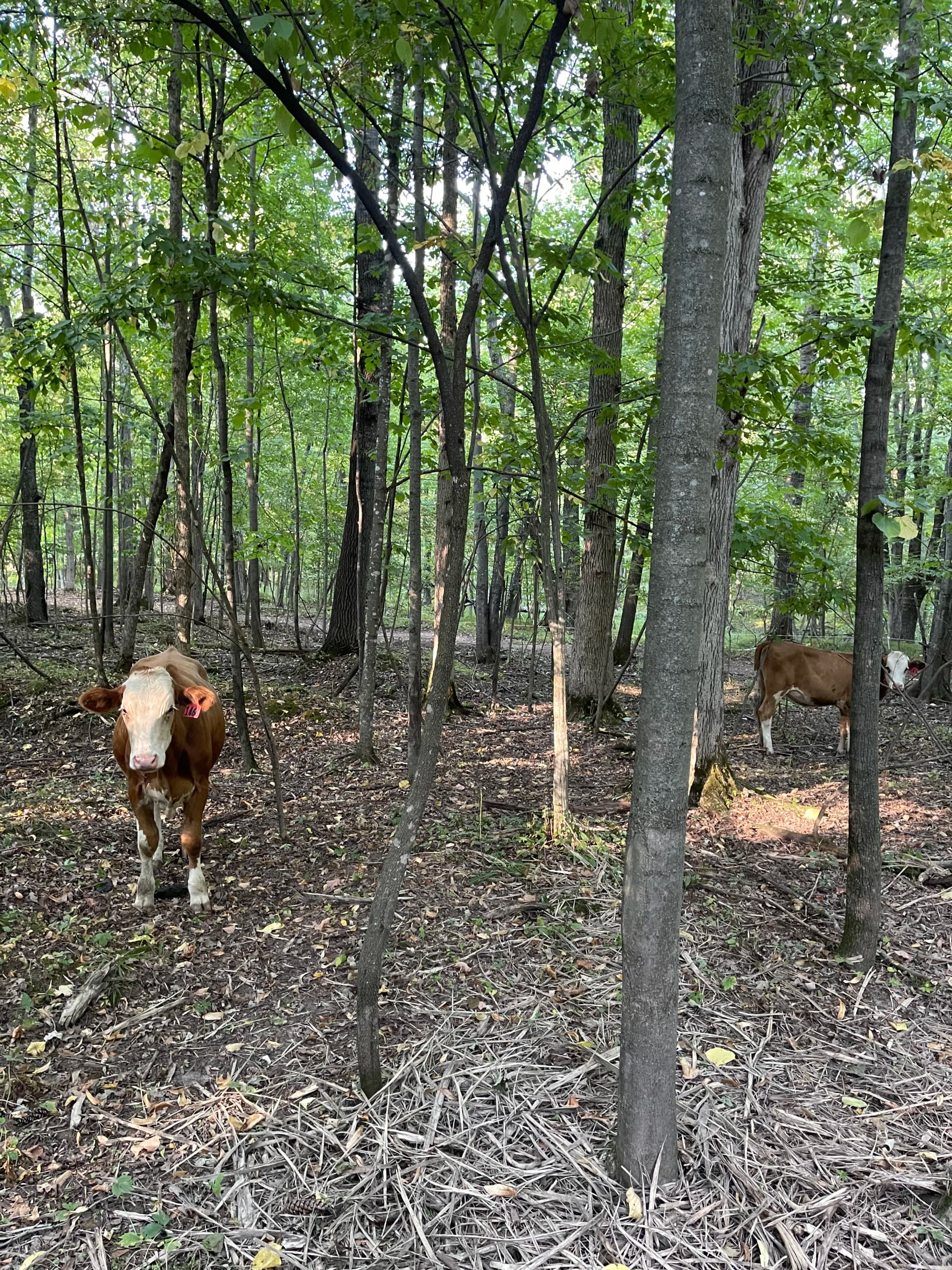 Gallery photos for Forestry Mulching Opens Up Wooded Farm Land in Loyal WI: Image #7