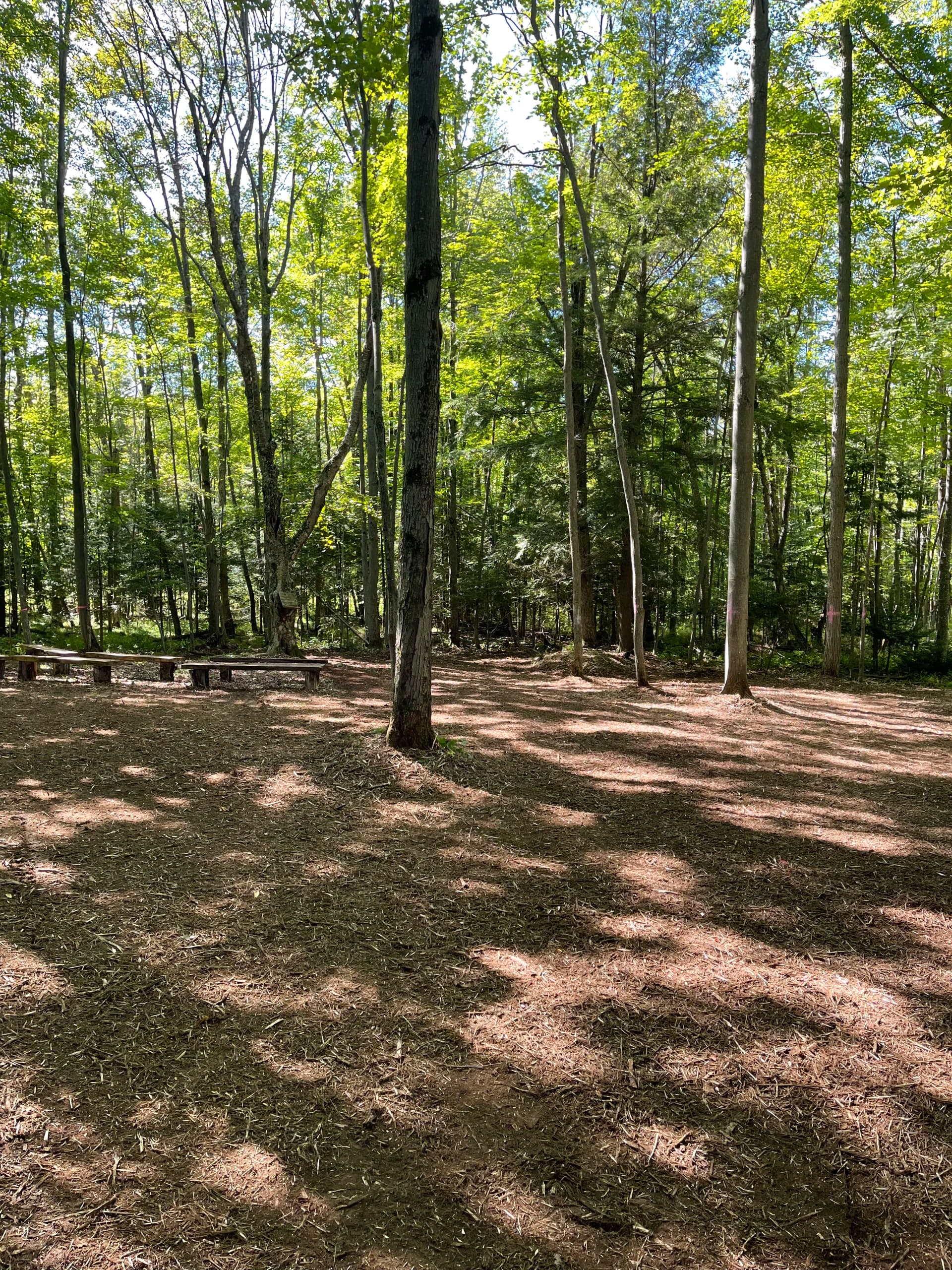 Forestry Mulching Clears Usable Woodland Space at St. John Lutheran School in Wausau image