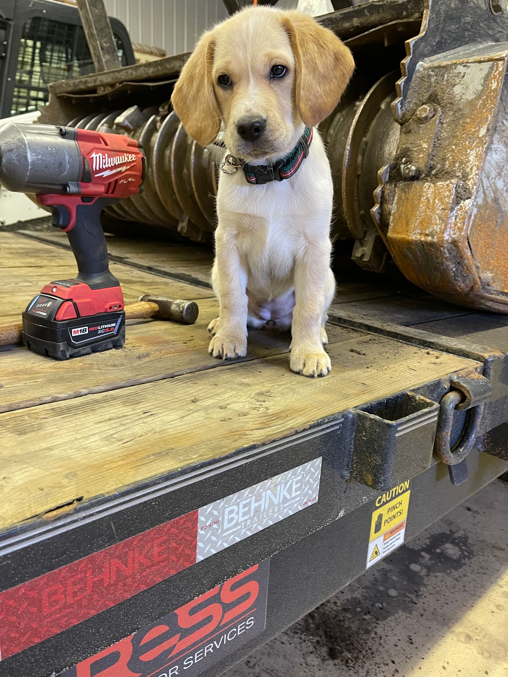 Tootsie's Day in the Workshop: Our Furry Helper Joins Ress Outdoor Services image