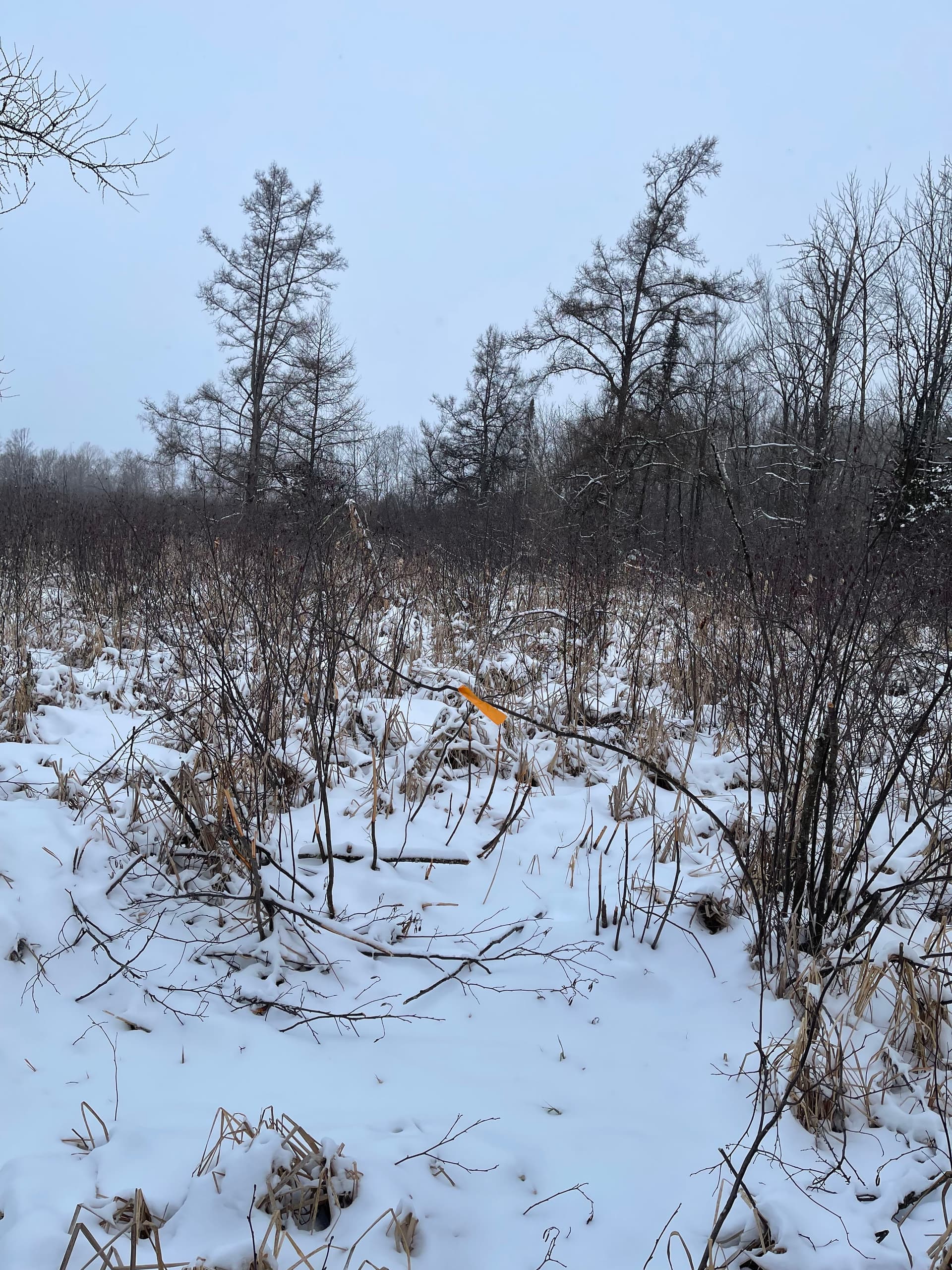 Clearing Paths Near Little Frog Lake image