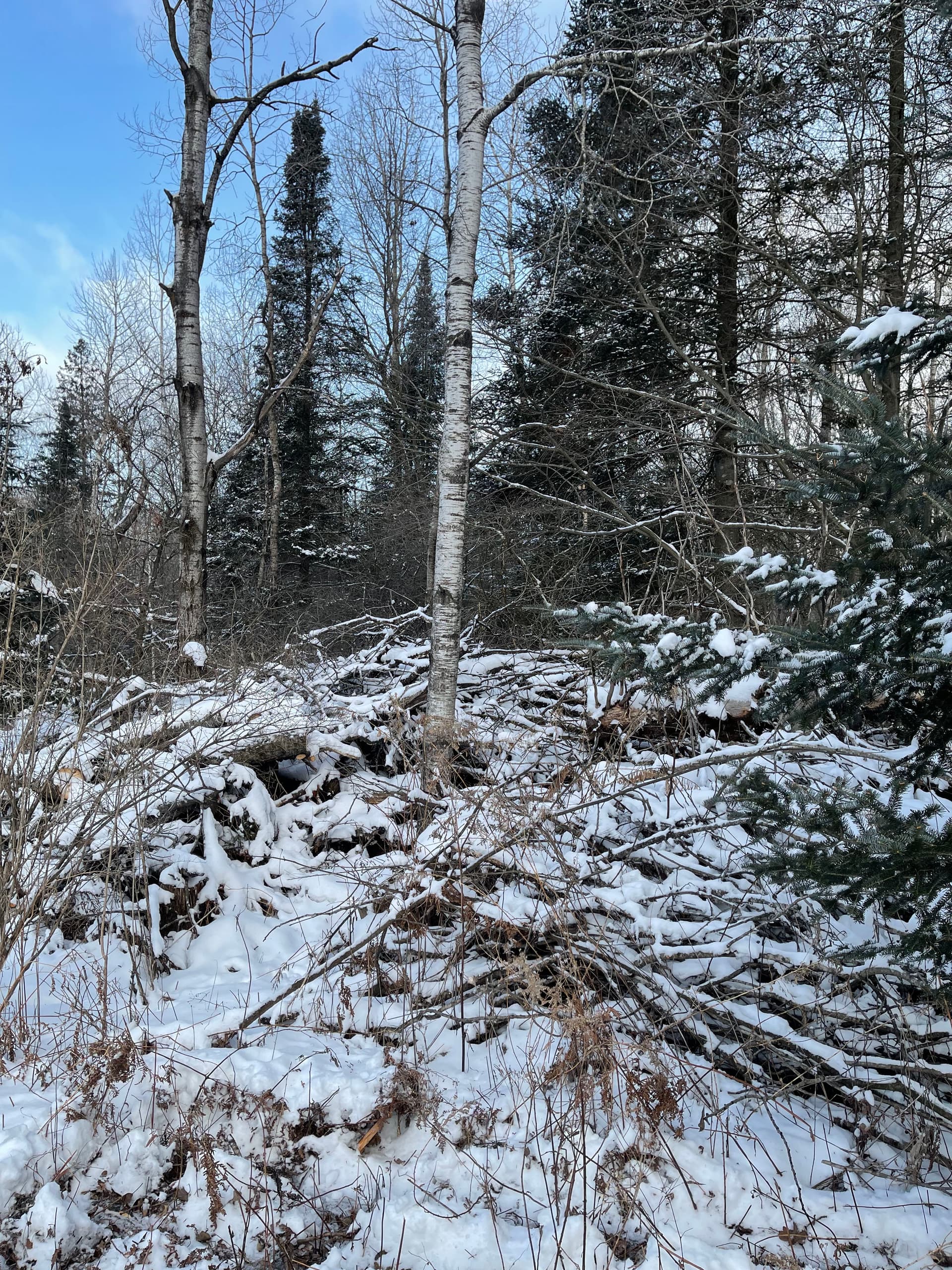 Gallery photos for Forestry Mulching in Aniwa: Image #4