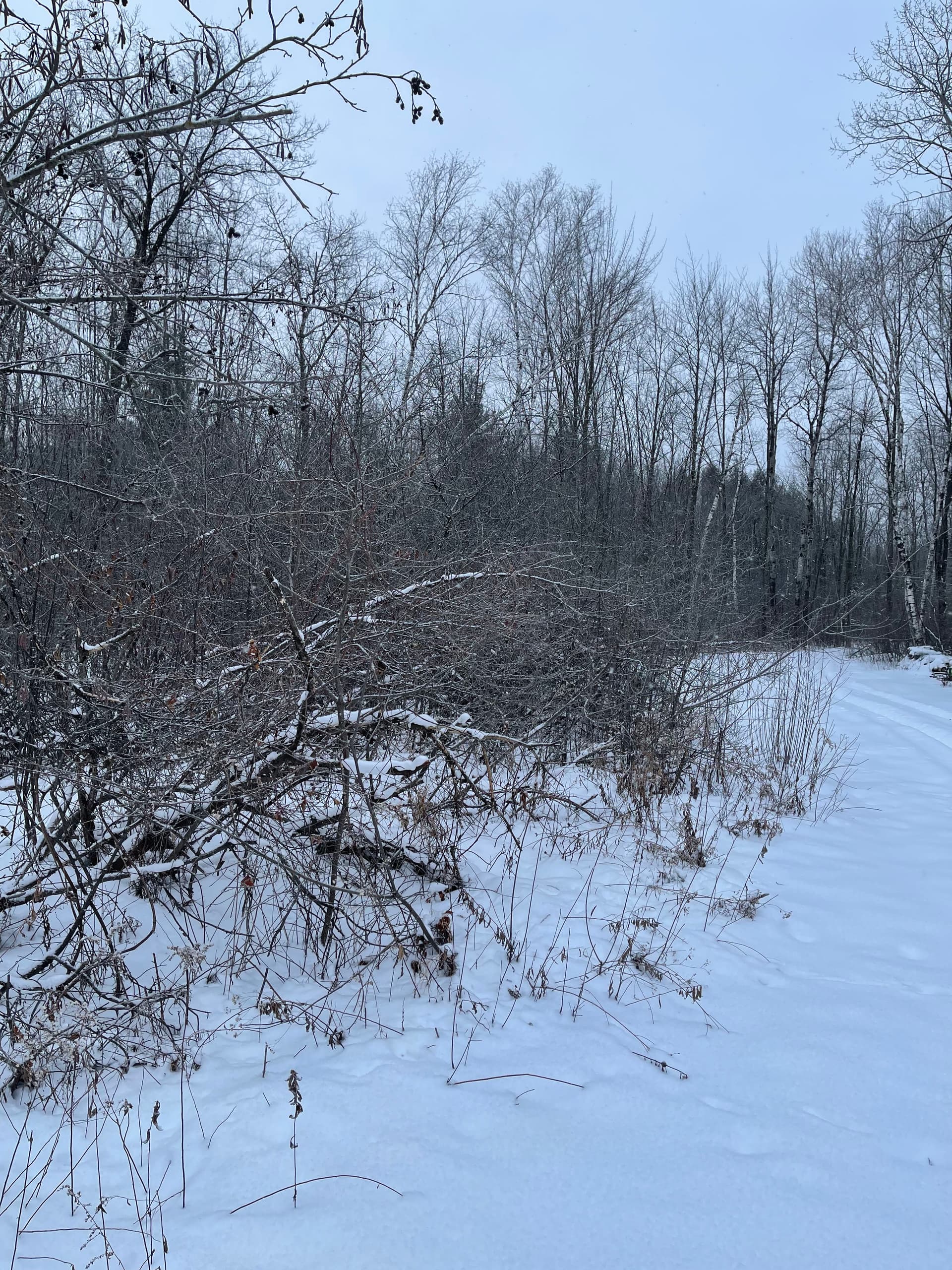 Gallery photos for Trail Clearing for Enjoyment: Image #3