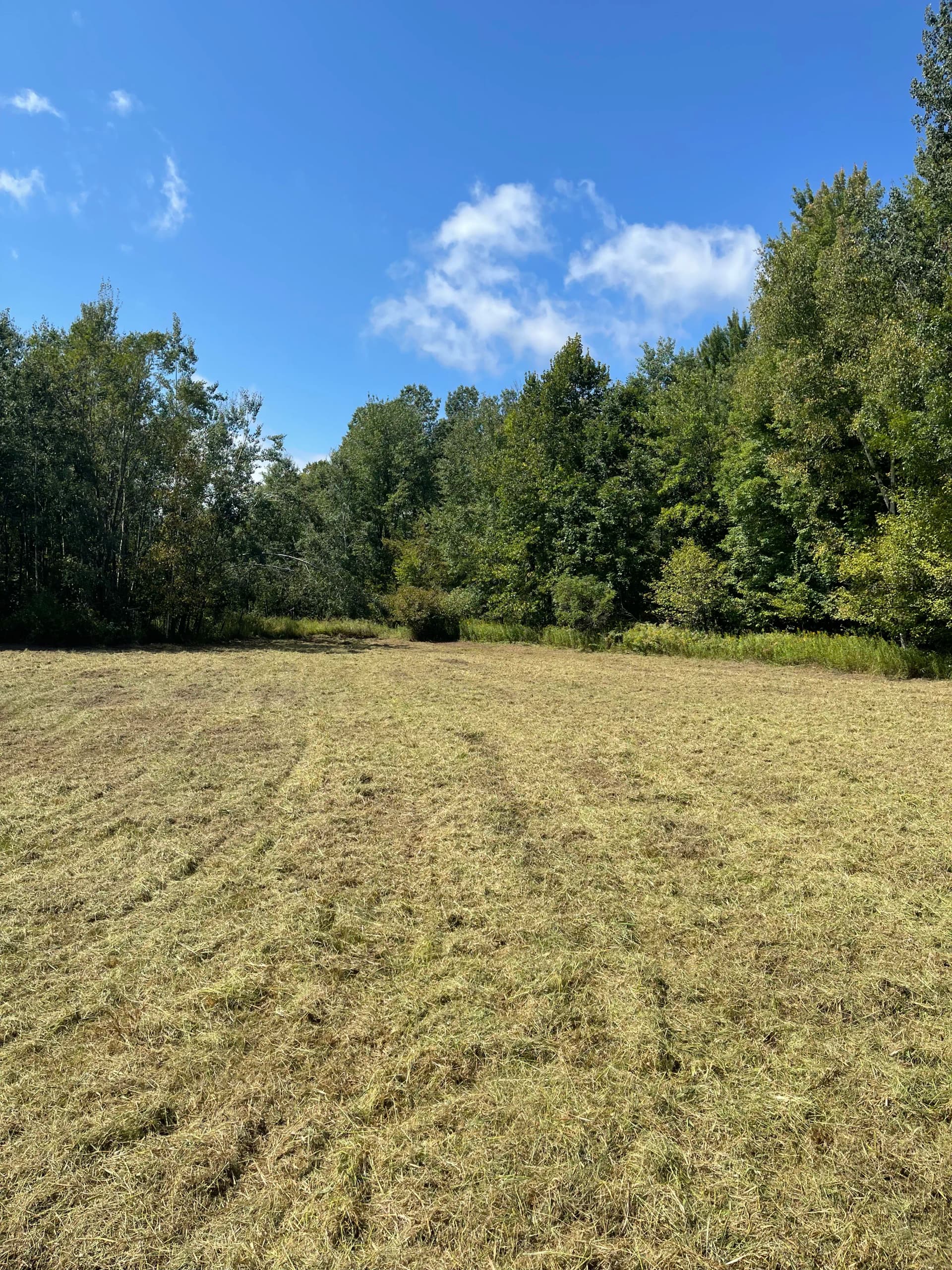 Gallery photos for Hunting Property Cleanup with Forestry Mulching in Bevent: Image #1