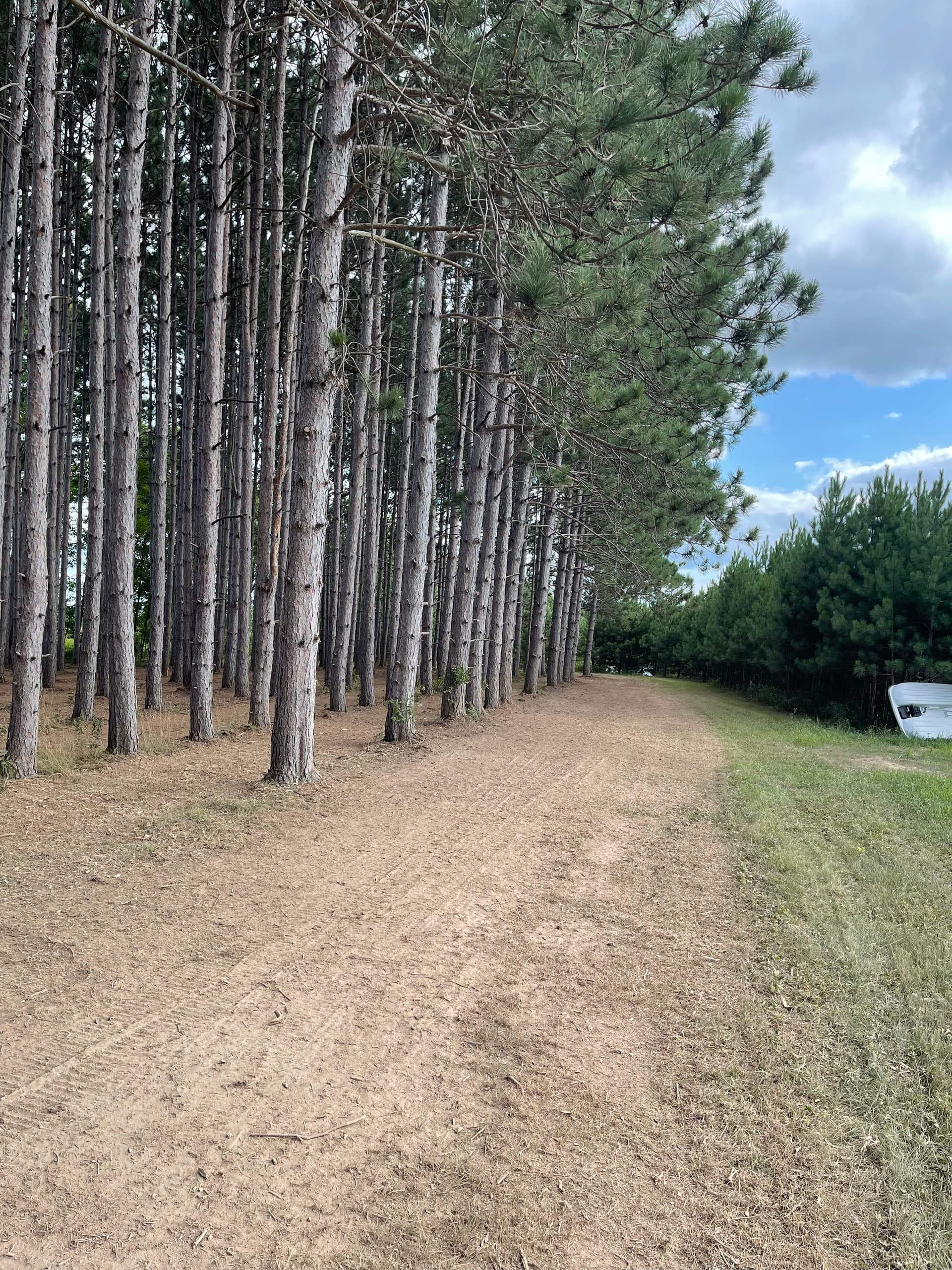 Gallery photos for Forestry Mulching Cleans Up a Overgrown Pine Plantation: Image #7