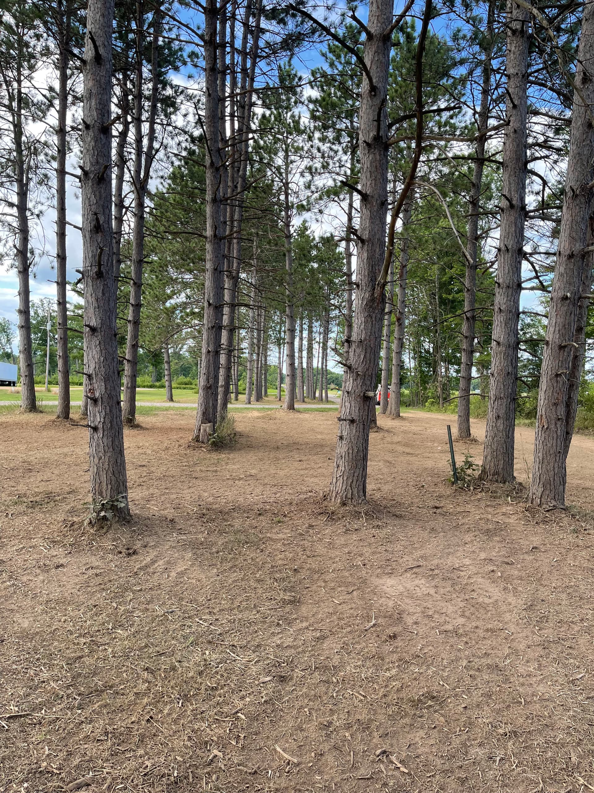 Gallery photos for Forestry Mulching Cleans Up a Overgrown Pine Plantation: Image #4