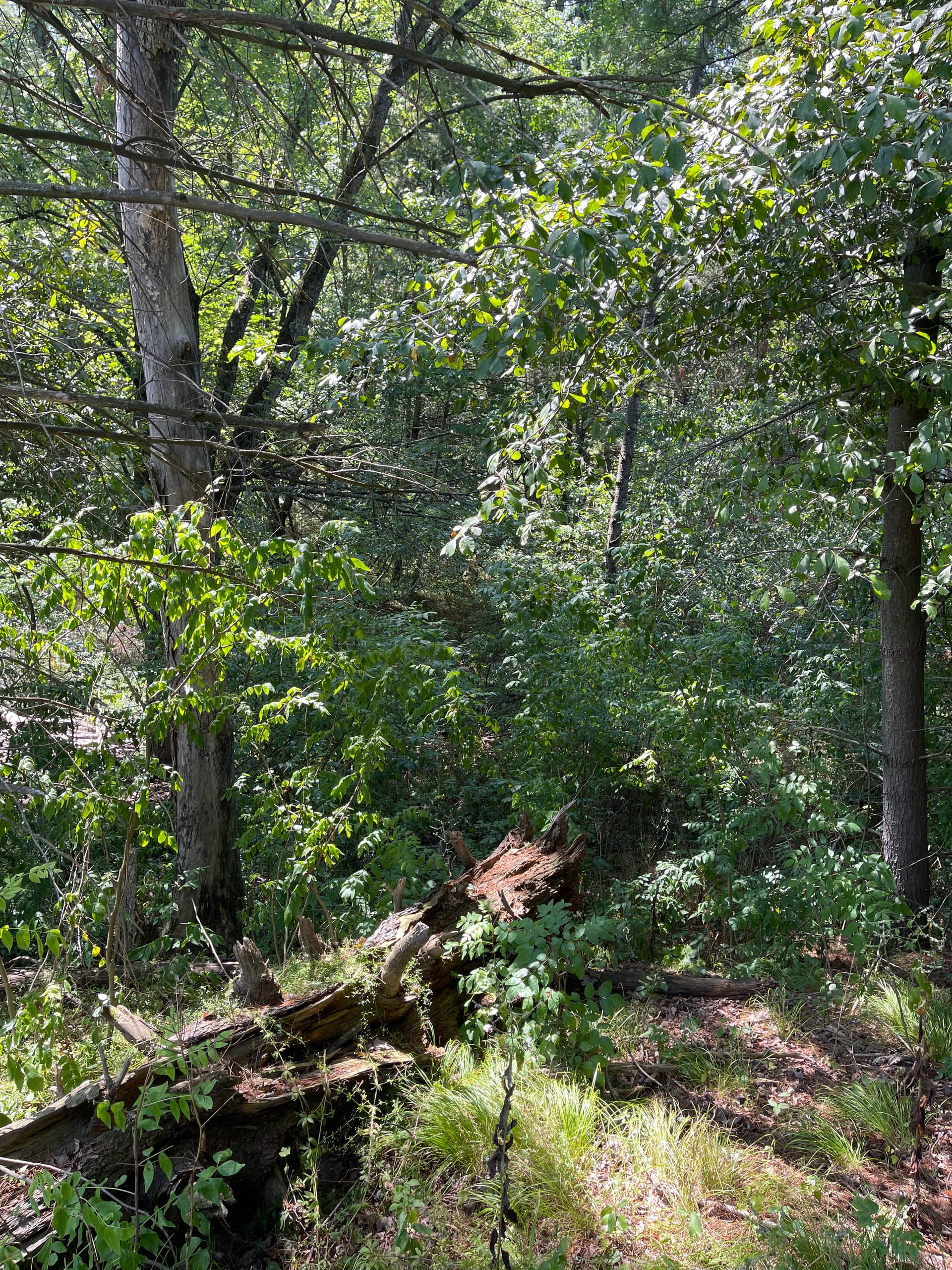 Gallery photos for Forestry Mulching Opens Up River Access in Weston WI: Image #2