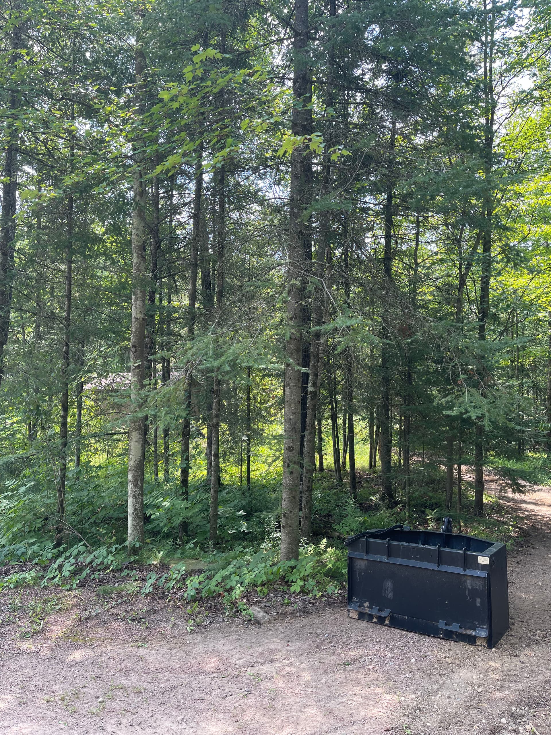 Gallery photos for Forestry Mulching Clears Overgrown Property in Wausau: Image #1