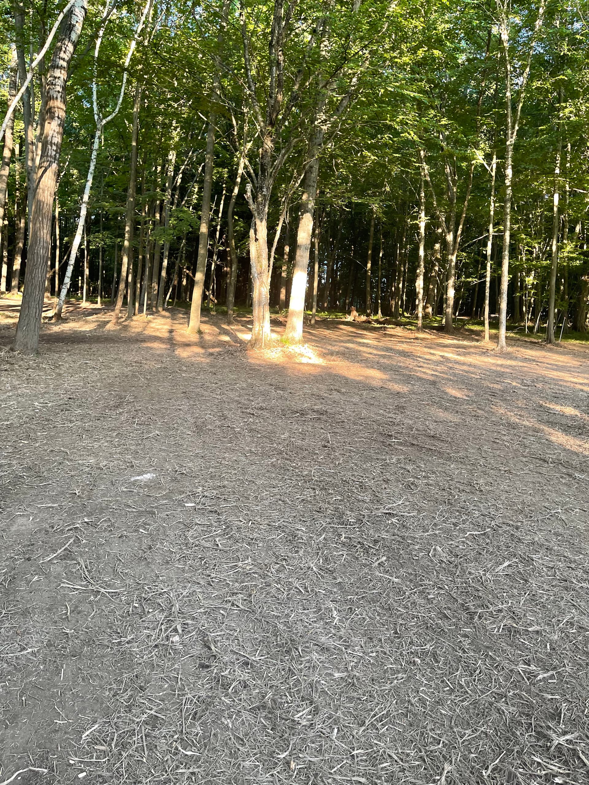 Gallery photos for Forestry Mulching Clears Overgrown Woodland Property in Mosinee: Image #4